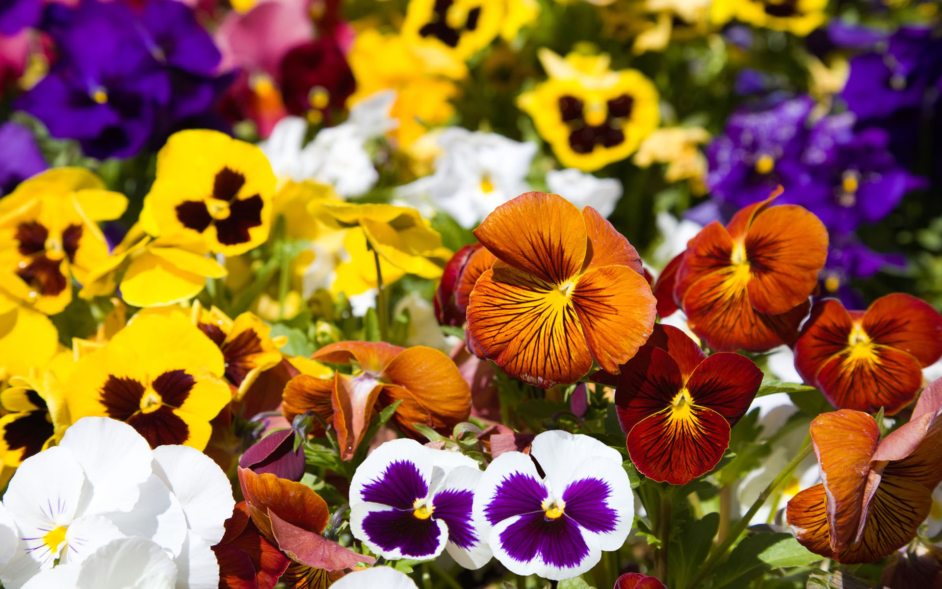 Обои цветы, разноцветные, анютины глазки, flowers, colorful, pansy разрешение 1920x1200 Загрузить