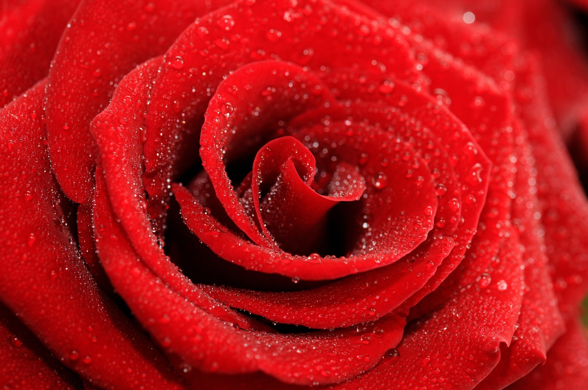 красная роза бутон бесплатно