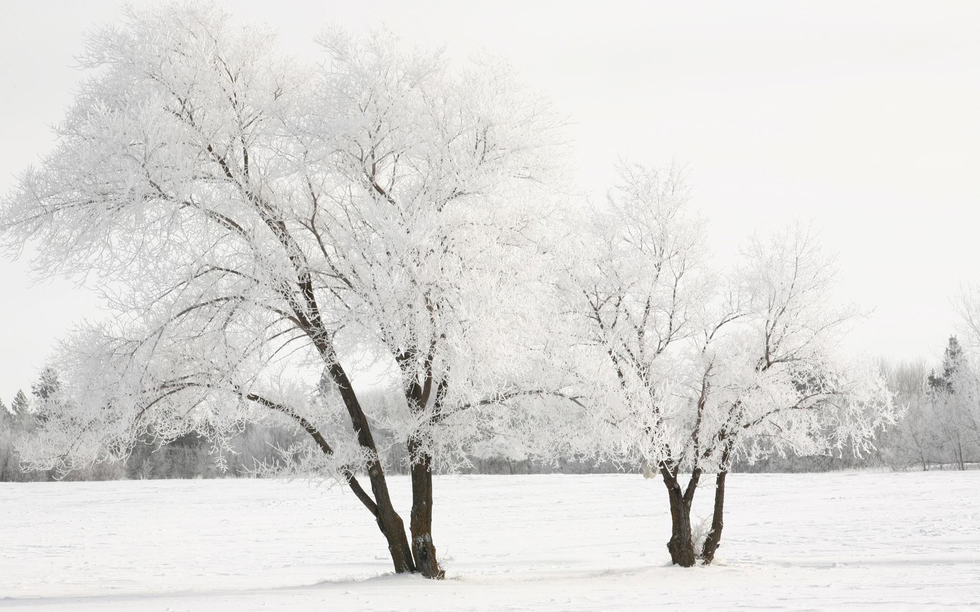 Обои снег, дерево, зима, snow, tree, winter разрешение 1920x1200 Загрузить