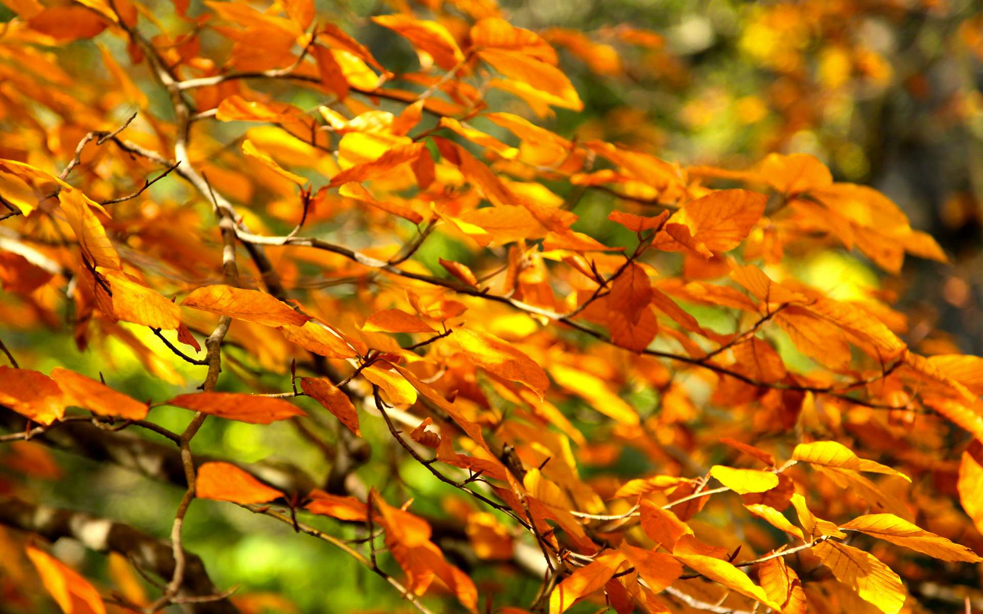 Осень дерево листья скачать