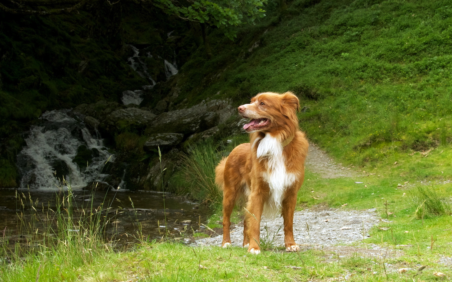 Обои трава, природа, собака, пес, новошотландский ретривер, grass, nature, dog, nova scotia duck tolling retriever разрешение 1920x1200 Загрузить