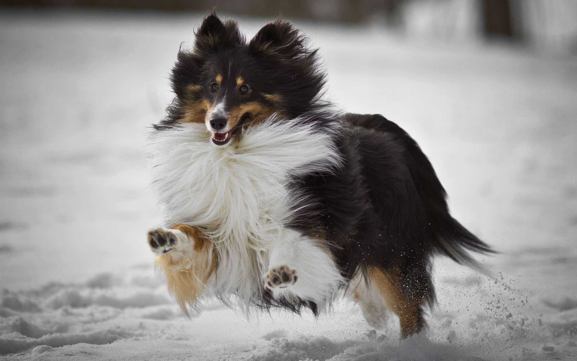 Обои снег, мордочка, собака, бег, лапки, колли, колли длинношёрстный, snow, muzzle, dog, running, legs, collie разрешение 1920x1200 Загрузить