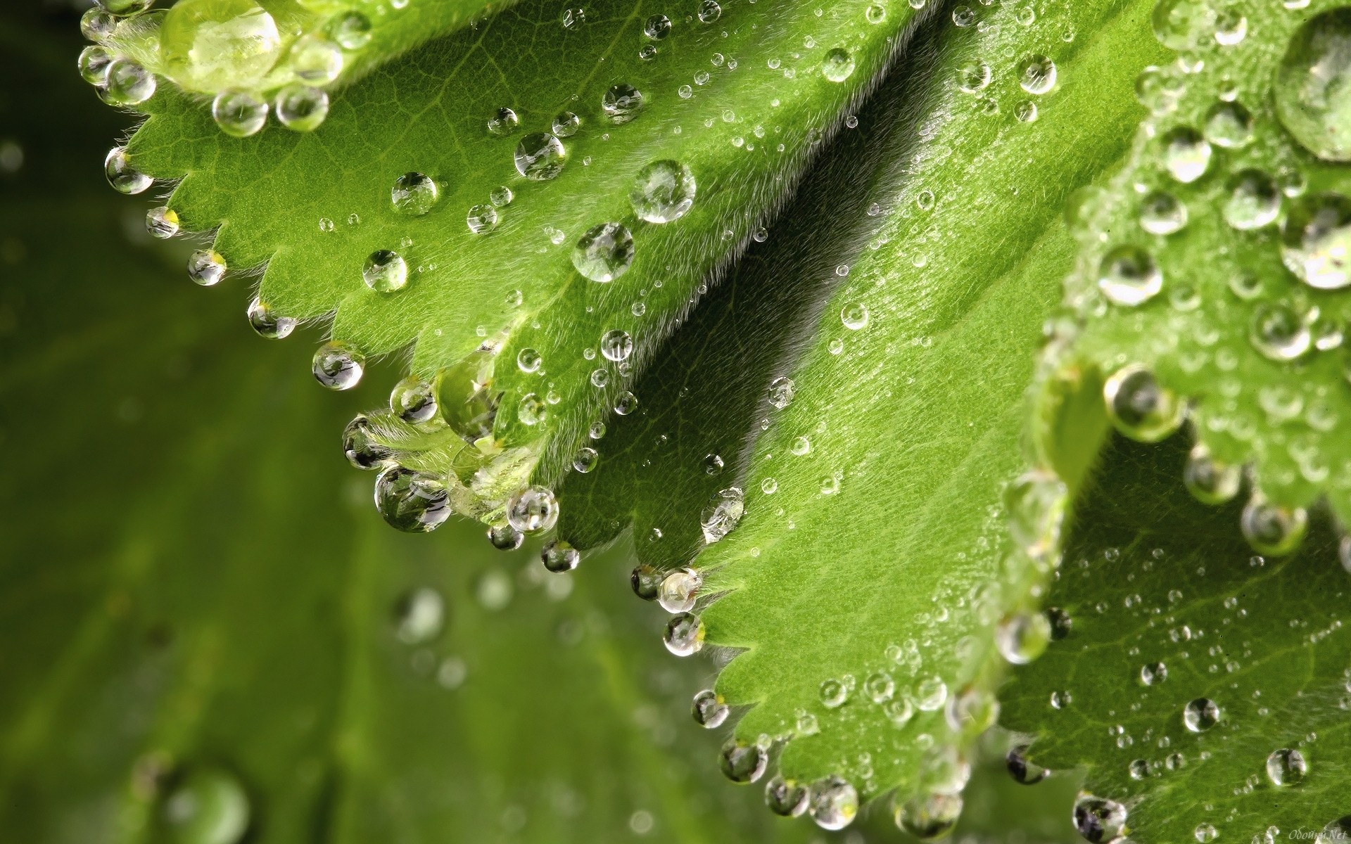 Обои зеленые листочки, капельки росы, green leaves, drops of dew разрешение 1920x1200 Загрузить