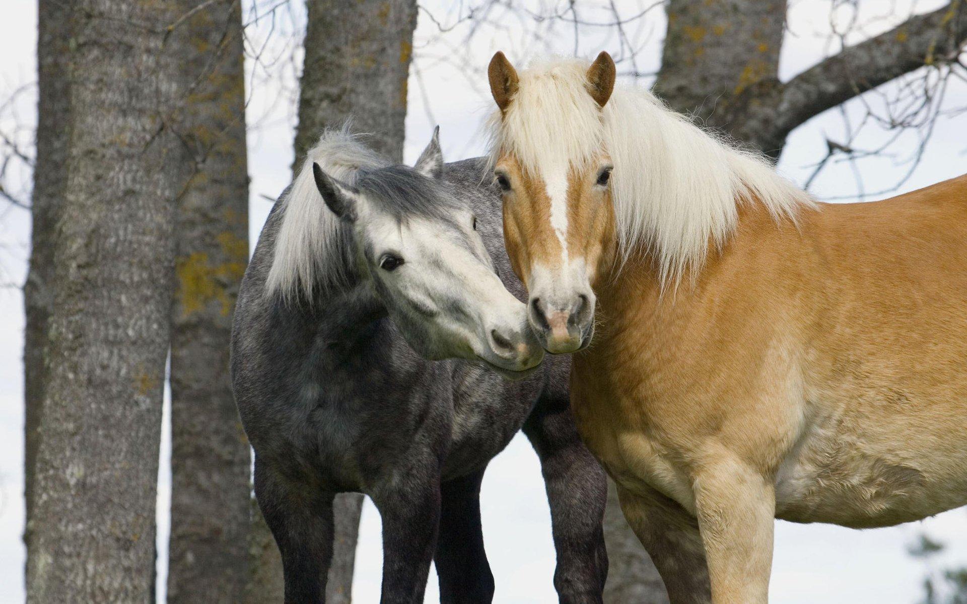 Обои лошади, нежность, две, horse, tenderness, two разрешение 1920x1200 Загрузить
