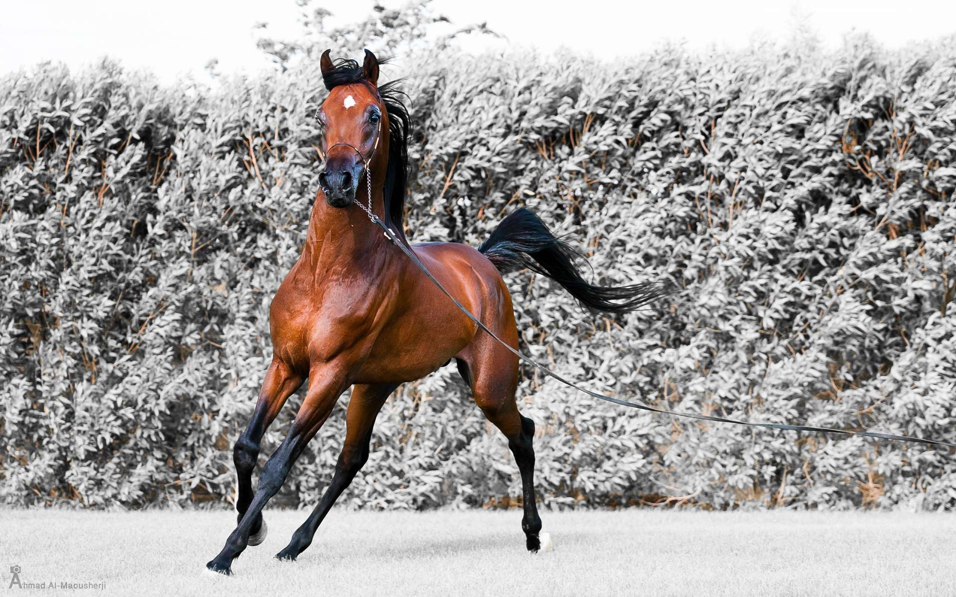 Обои лошадь, снег, конь, бег, жеребец, horse, snow, running, stallion разрешение 1920x1200 Загрузить