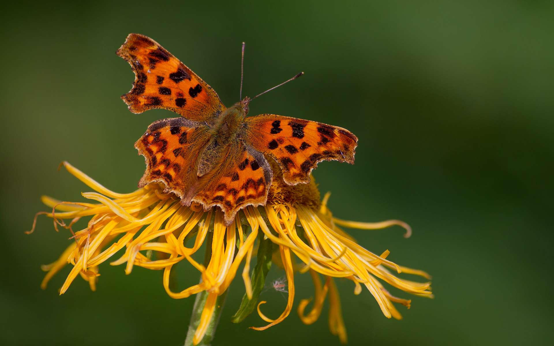 Обои насекомое, цветок, бабочка, крылья, насекомые, insect, flower, butterfly, wings, insects разрешение 1920x1200 Загрузить