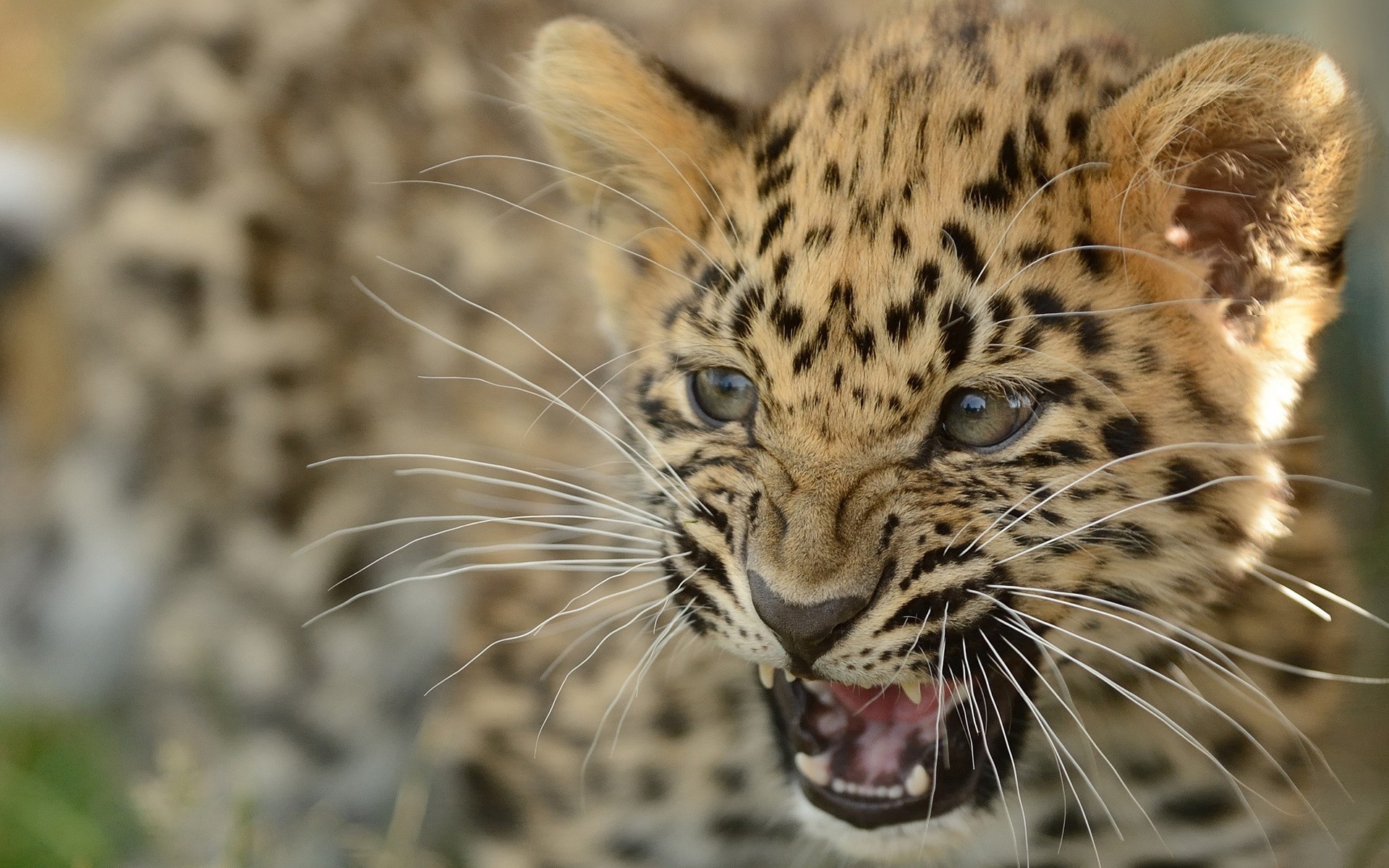 Обои леопард, детеныш, leopard, cub разрешение 1920x1200 Загрузить
