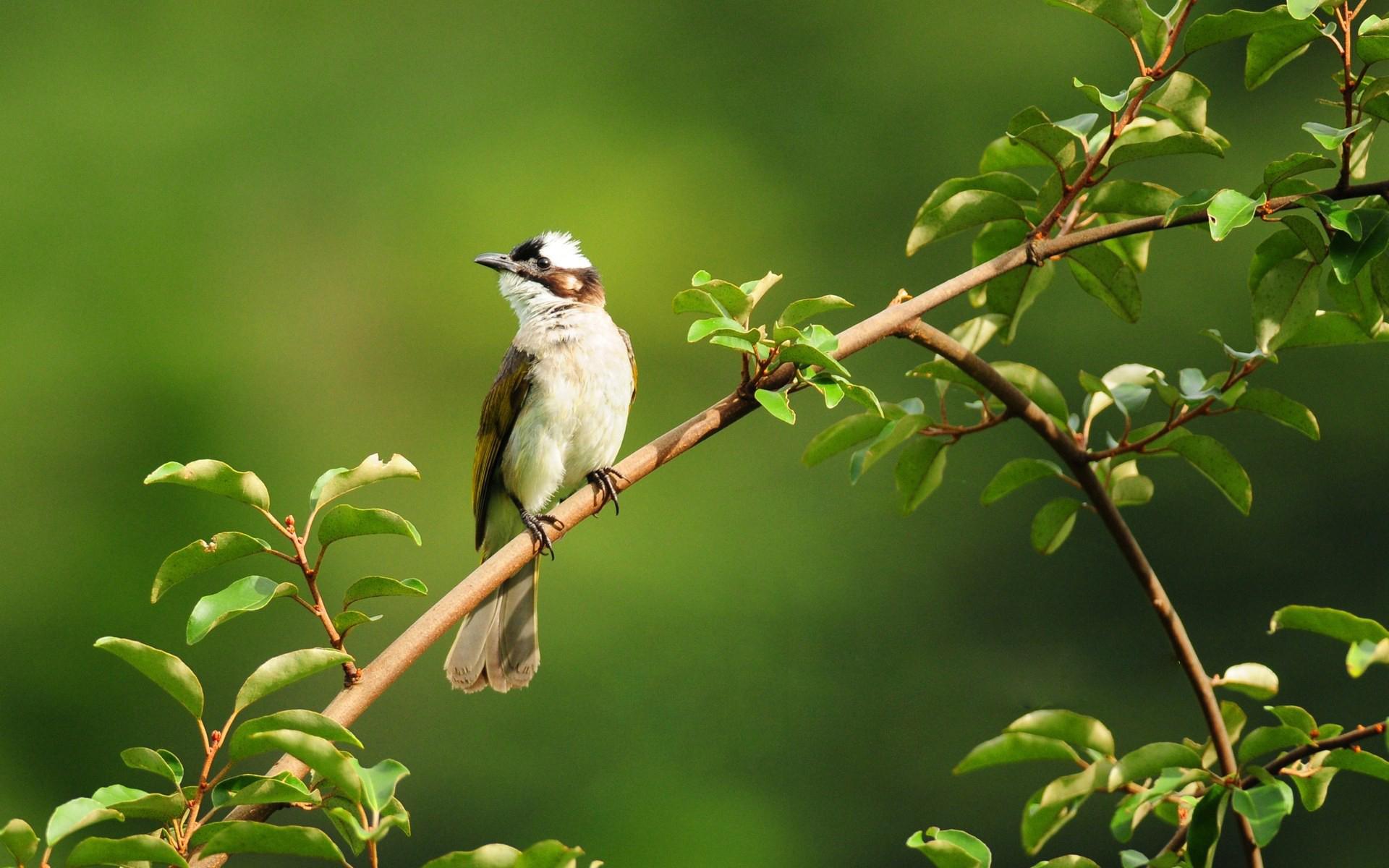 Обои ветка, зелень, листья, фон, птица, маленькая, лапки, жулан, branch, greens, leaves, background, bird, little, legs, red-backed shrike разрешение 1920x1200 Загрузить