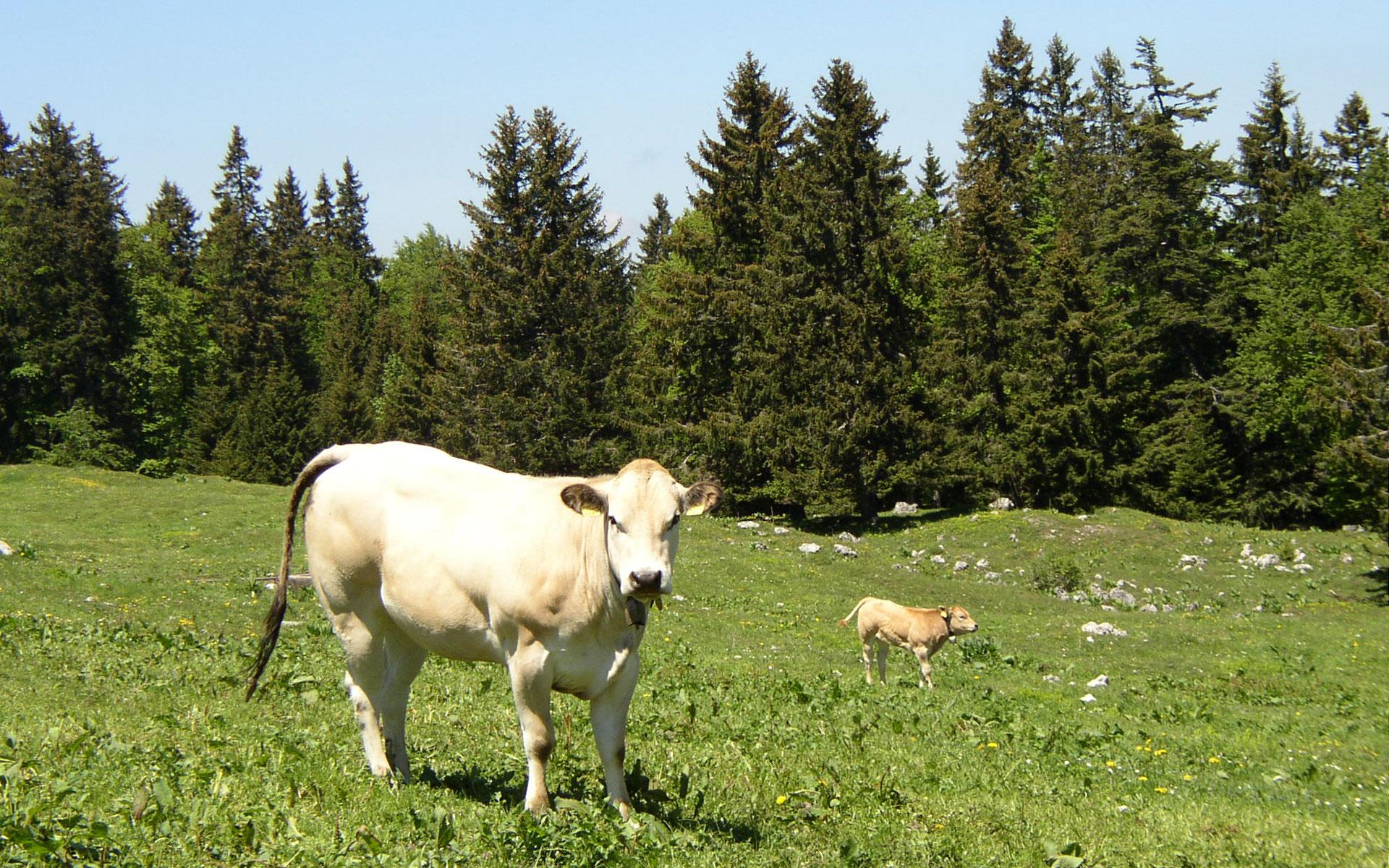 Обои трава, корова, телёнок, grass, cow, calf разрешение 1920x1200 Загрузить