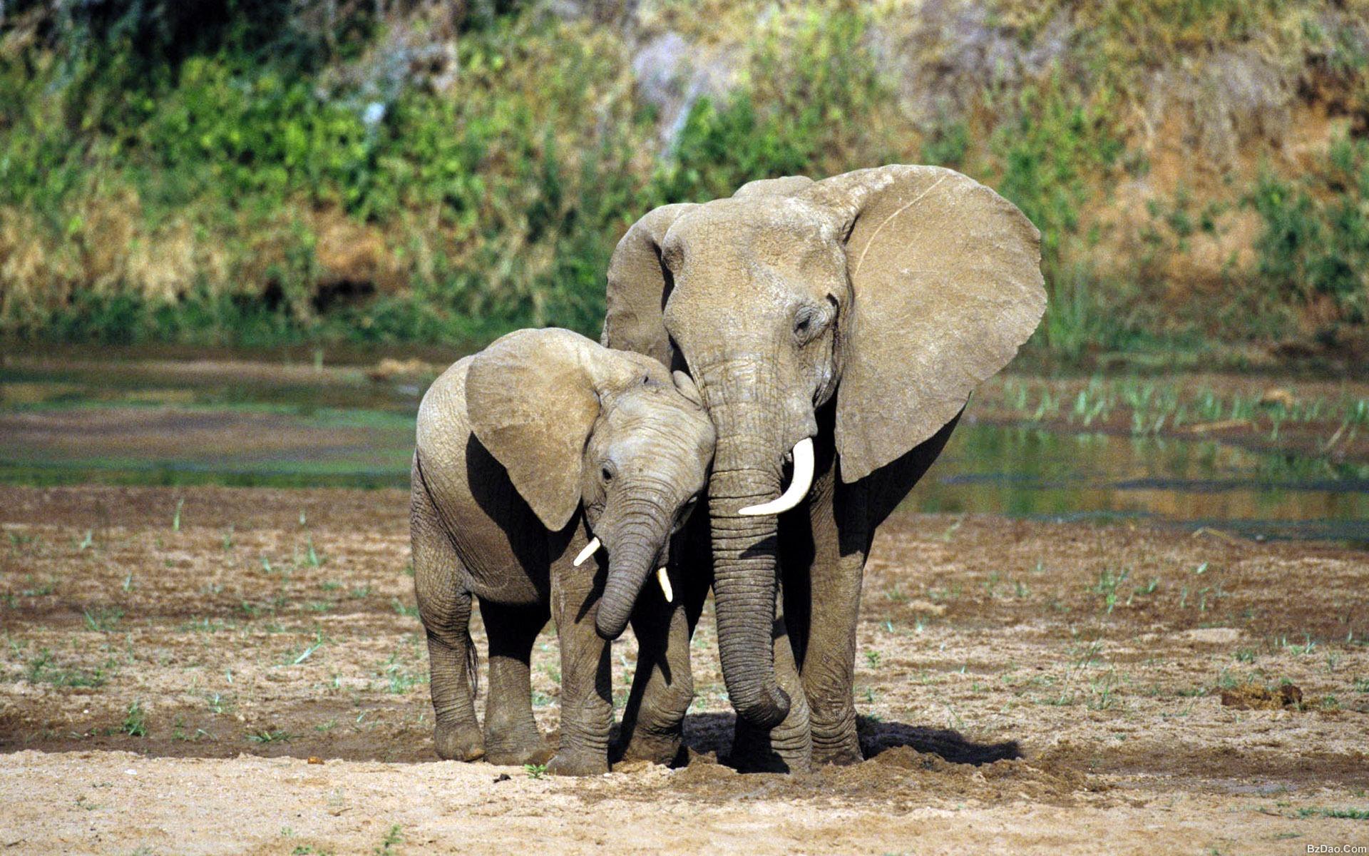 Обои слон, детеныш, слоненок, elephant, cub разрешение 1920x1200 Загрузить