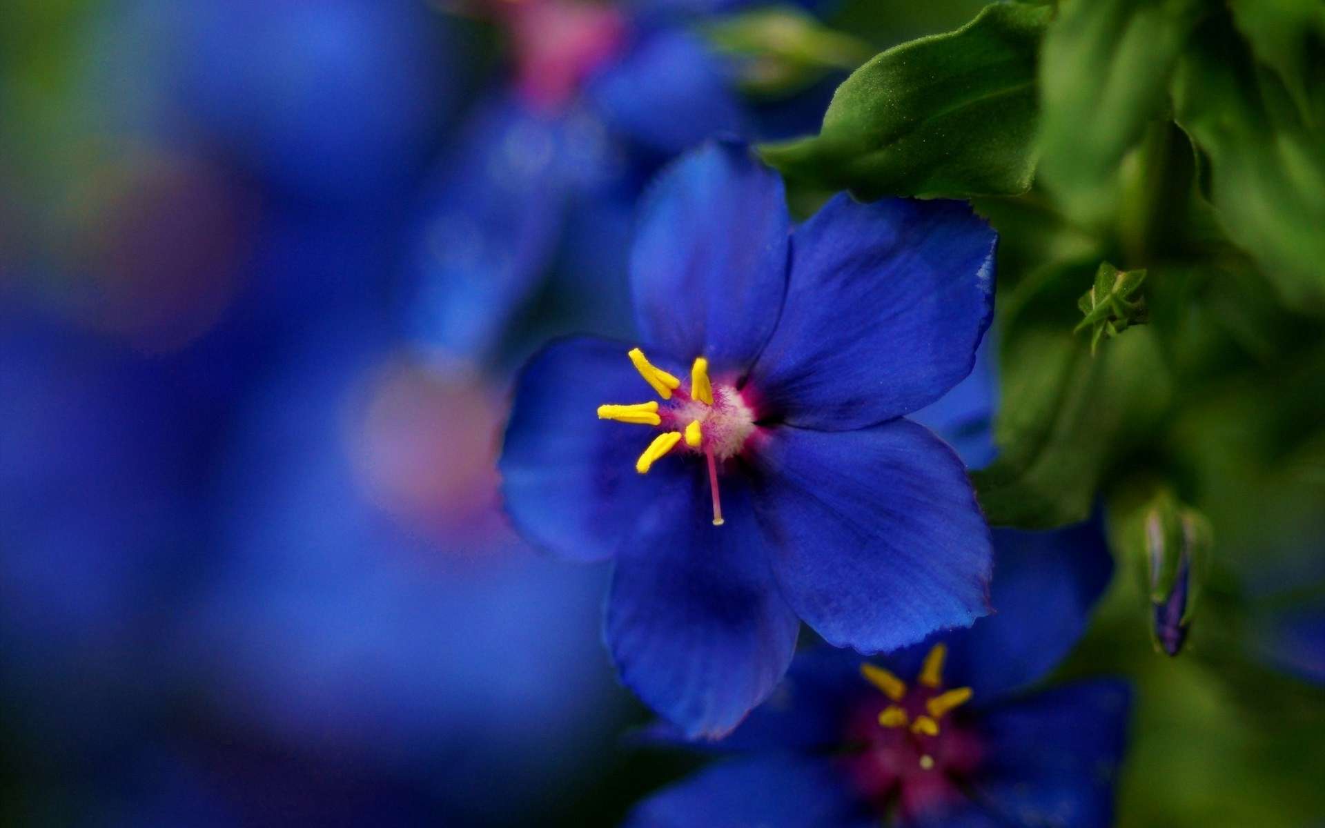 Обои макро, синий, цветок, размытость, красиво, macro, blue, flower, blur, beautiful разрешение 1920x1200 Загрузить