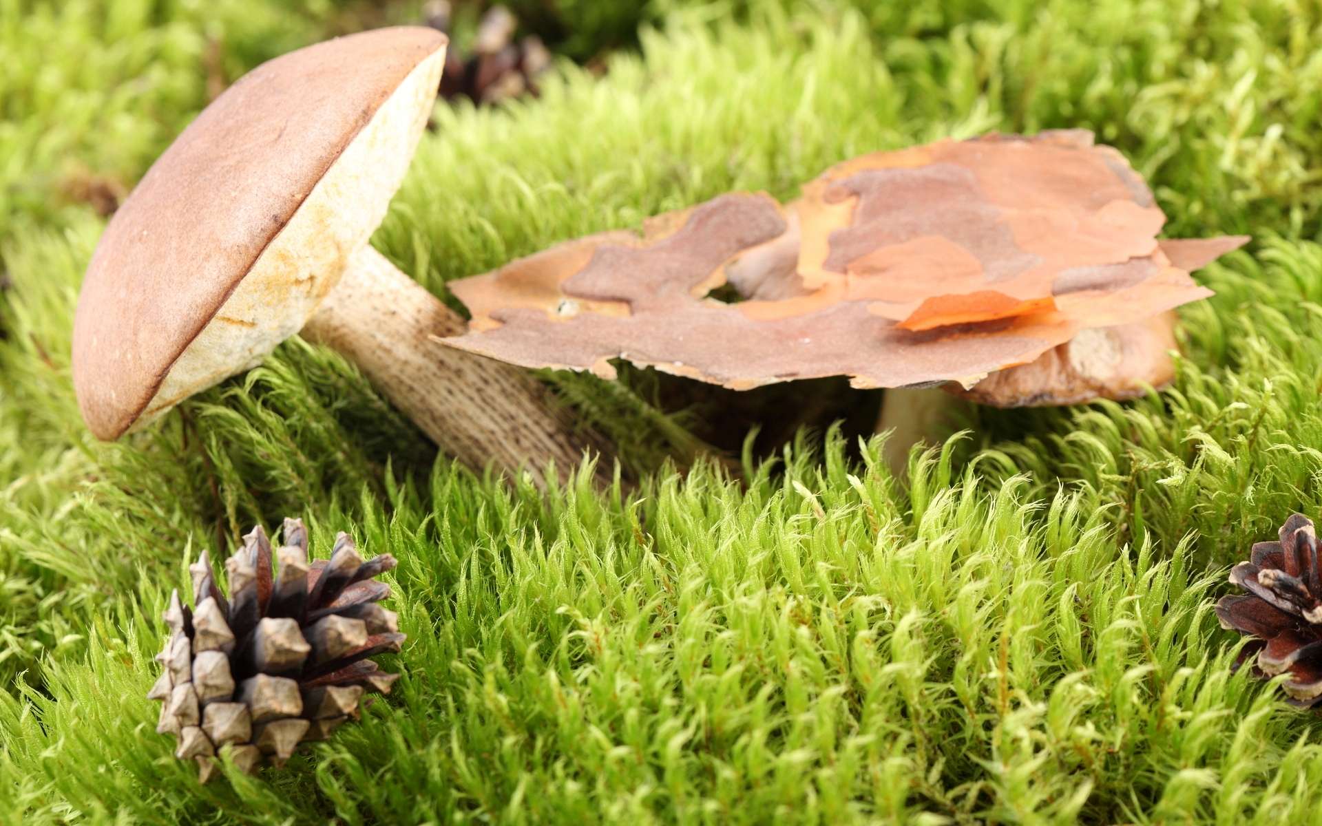 Обои гриб, мох, шишка, кора, подберезовик, mushroom, moss, bump, bark, boletus разрешение 1920x1200 Загрузить