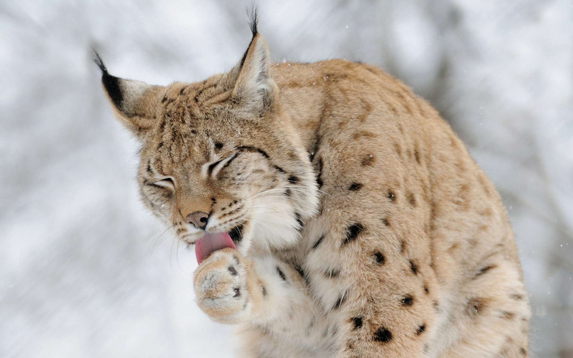 Ноги рыси. Рысь — Lynx Lynx. Рысь обыкновенная Lynx Lynx Linnaeus, 1758. Туркестанская Рысь. Обыкновенная Сибирская Рысь.