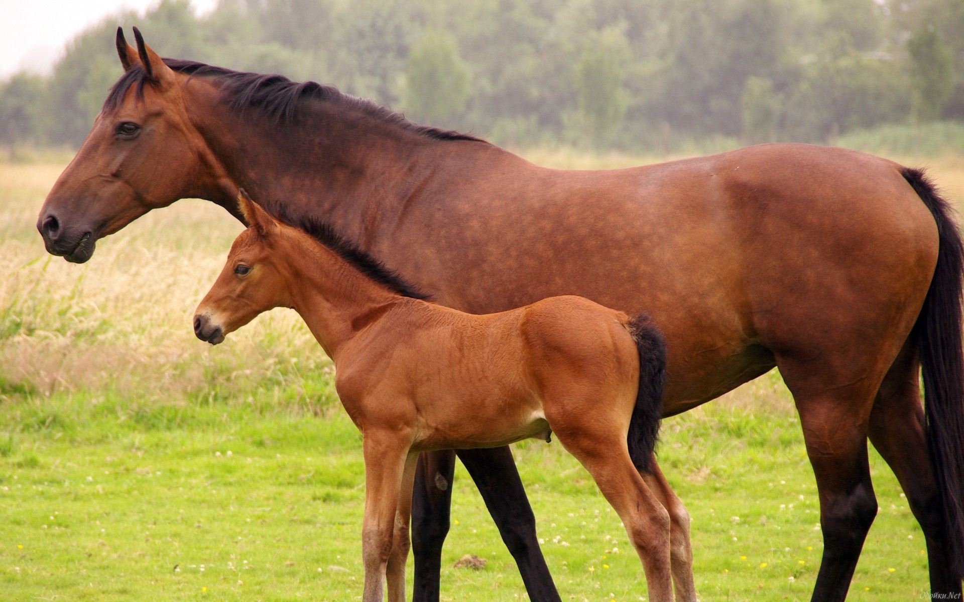 Обои лошадь, трава, лошади, кони, жеребенок, horse, grass, horses, foal разрешение 1920x1200 Загрузить