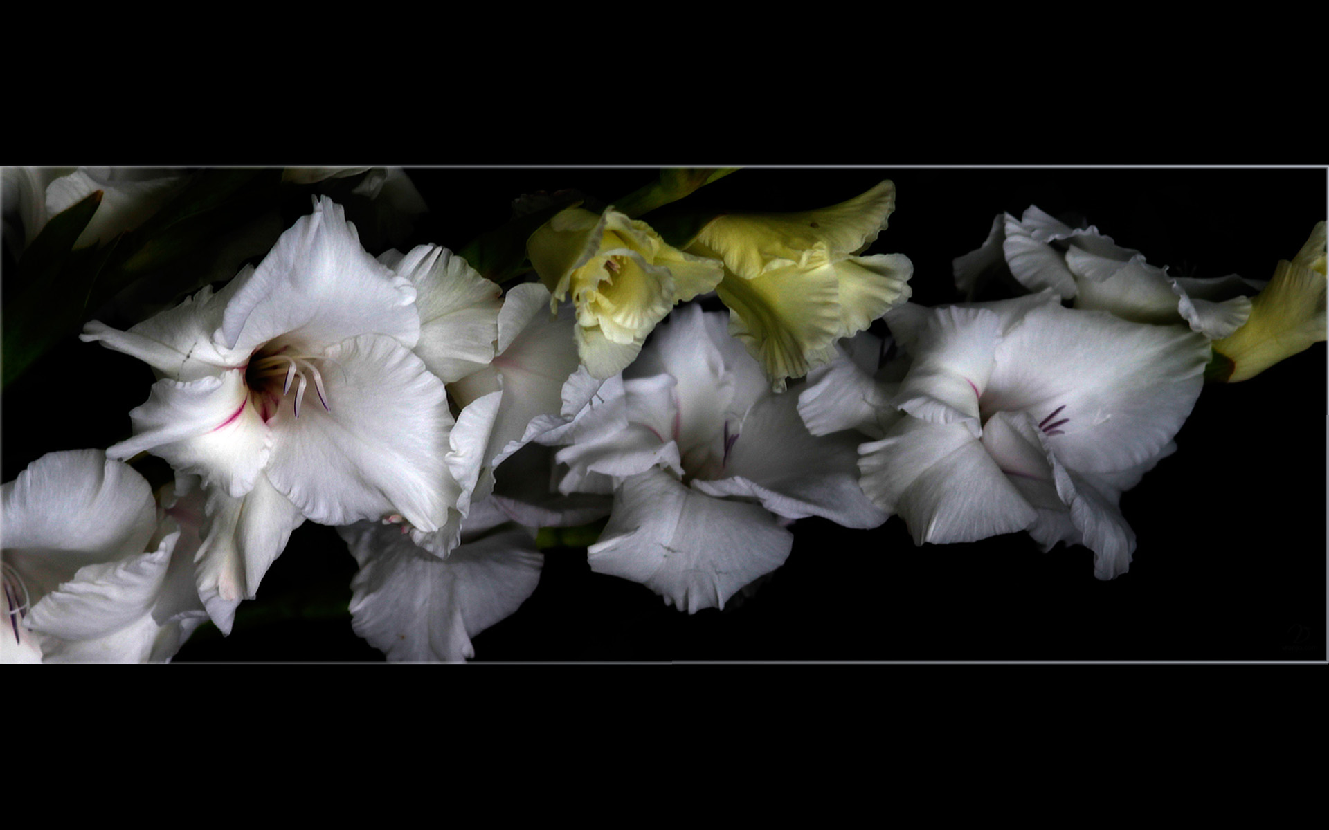 Обои гладиолусы, цветы в рамке, gladiolus, the flowers in the frame разрешение 1920x1200 Загрузить