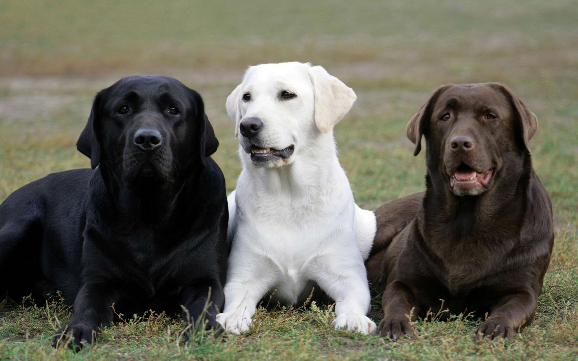 Обои трава, лабрадор, собаки, ретривер, лабрадор ретривер, grass, labrador, dogs, retriever, labrador retriever разрешение 1920x1200 Загрузить