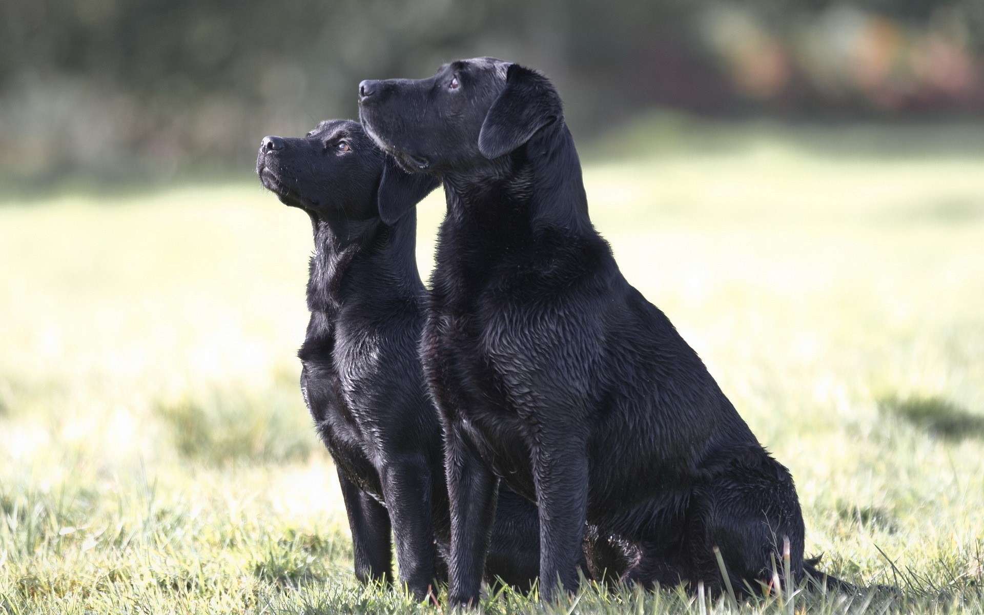 Обои трава, чёрные, лабрадор, собаки, сидят, две собаки, grass, black, labrador, dogs, sitting, two dogs разрешение 1920x1200 Загрузить