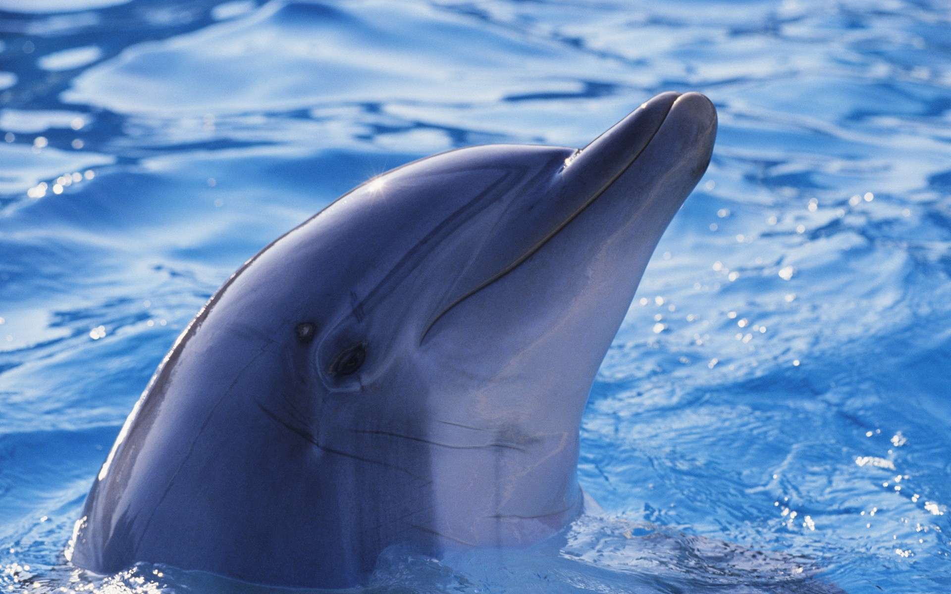 Обои вода, животные, дельфин, подводный мир, water, animals, dolphin, underwater world разрешение 1920x1200 Загрузить