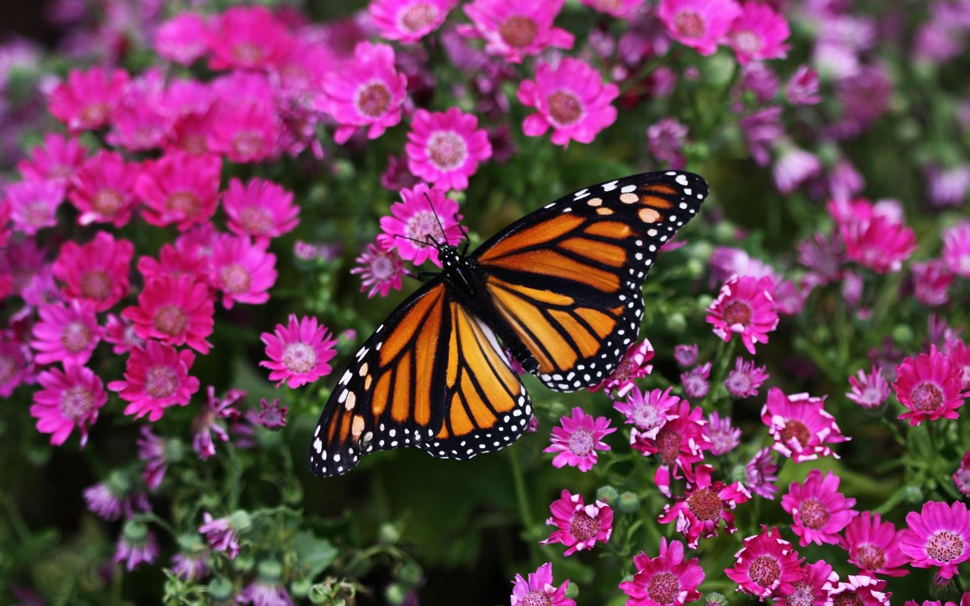 Обои цветы, макро, цветок, бабочка, насекомые, маргаритки, монарх, flowers, macro, flower, butterfly, insects, daisy, monarch разрешение 1920x1200 Загрузить