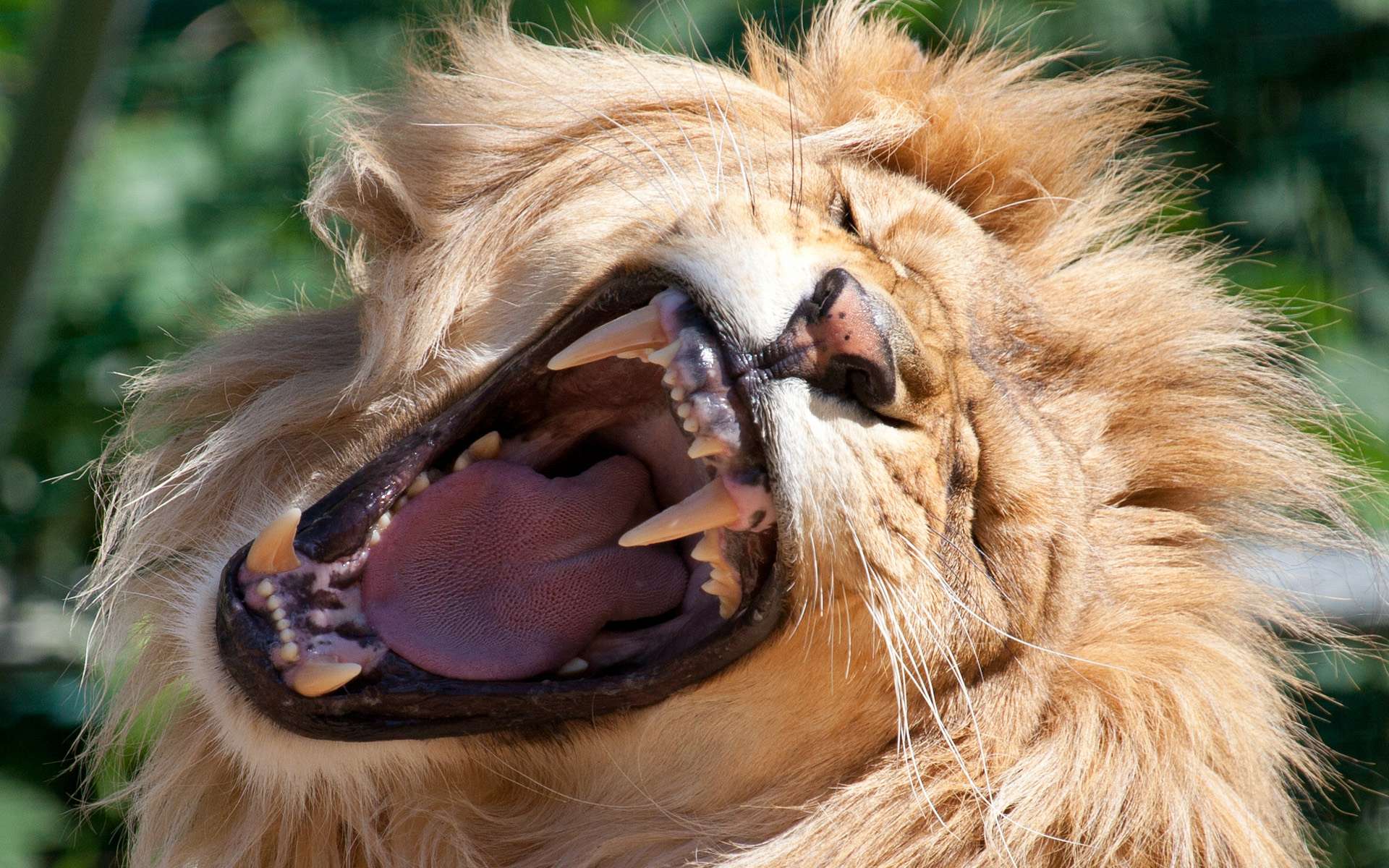 Пасть синоним. Лев Клыков. Пасть Льва. Зубы Льва. Львица зубы.