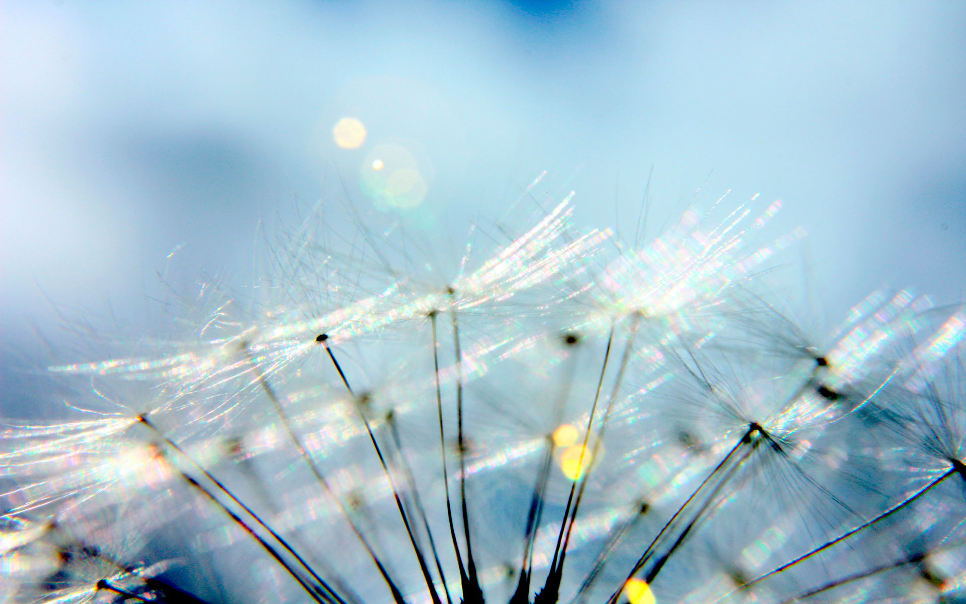 Обои макро, цветок, одуванчик, пух, пушинки, былинки, macro, flower, dandelion, fluff, fuzzes, blade разрешение 1920x1200 Загрузить