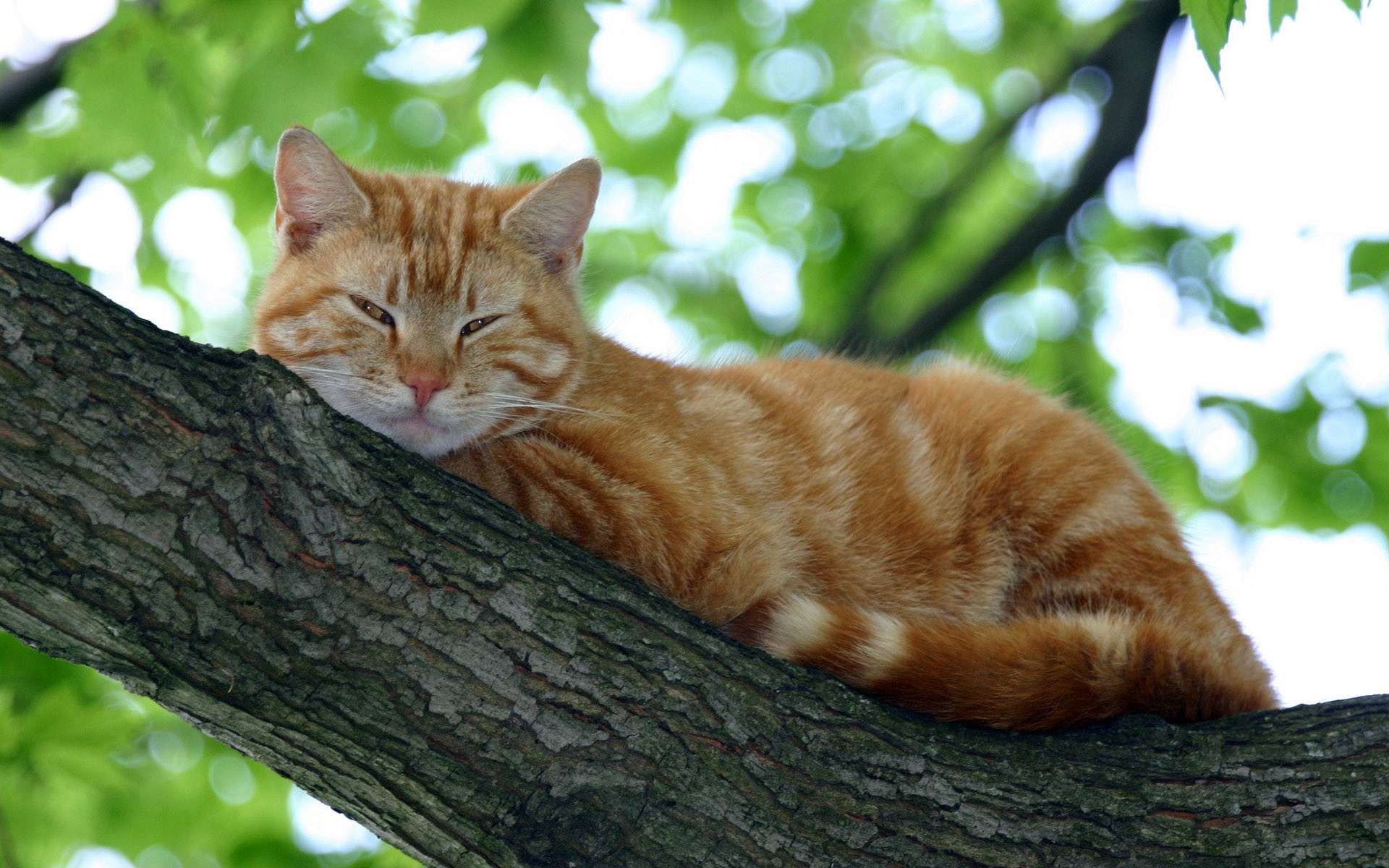 Обои дерево, кот, кошка, спит, рыжий, tree, cat, sleeping, red разрешение 1920x1200 Загрузить