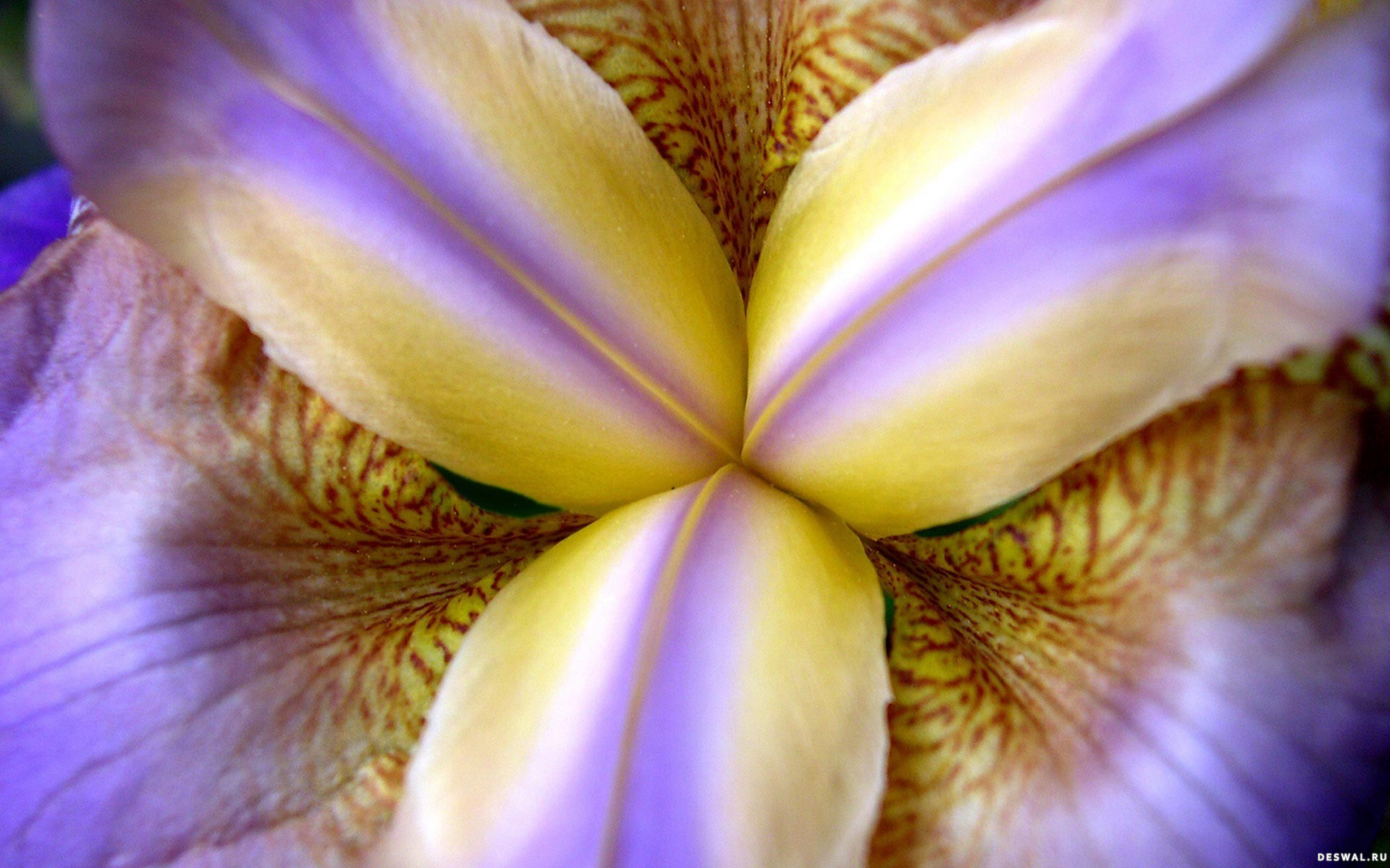 Обои макро, цветок, лепестки, ирис, крупным планом, macro, flower, petals, iris, closeup разрешение 1920x1200 Загрузить