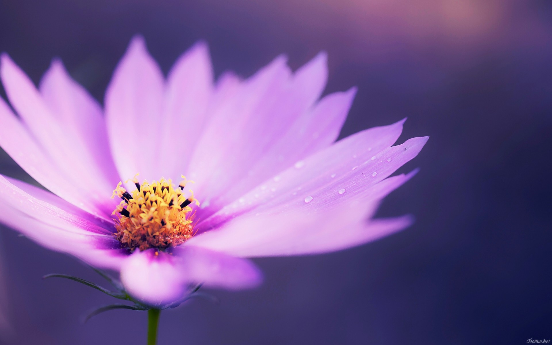 Обои макро, цветок, капли, лепестки, ромашка, сиреневая, macro, flower, drops, petals, daisy, lilac разрешение 1920x1200 Загрузить