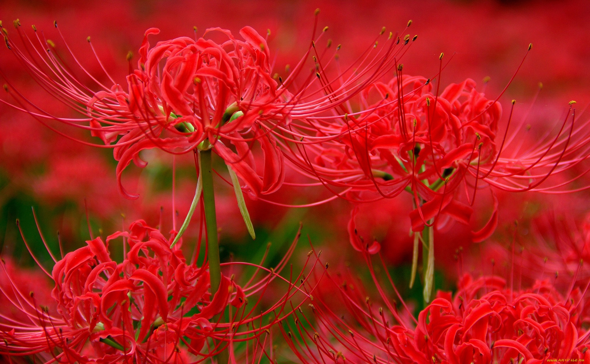 Обои цветы, макро, красная, лилии, лилия паучья, ликорис, flowers, macro, red, lily, lily spider, he lost his parents, разрешение 2048x1264 Загрузить