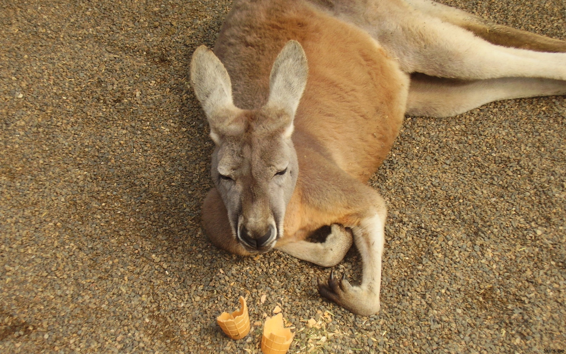 Обои животное, кенгуру, сумчатое, кенгурёнок, animal, kangaroo, marsupials разрешение 1920x1200 Загрузить