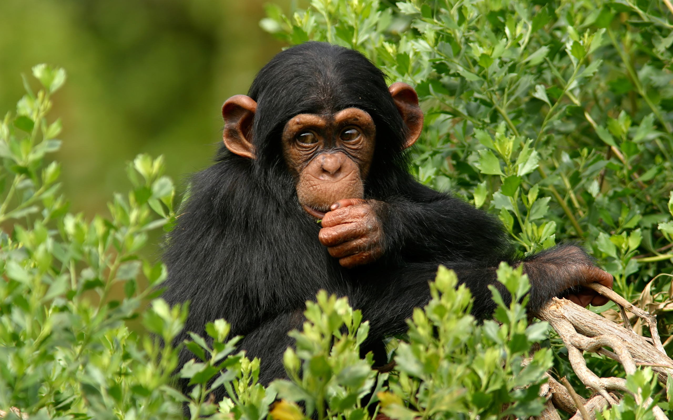 Обои дерево, листья, мордочка, взгляд, обезьяна, примат, шимпанзе, tree, leaves, muzzle, look, monkey, the primacy of, chimpanzees разрешение 2560x1600 Загрузить