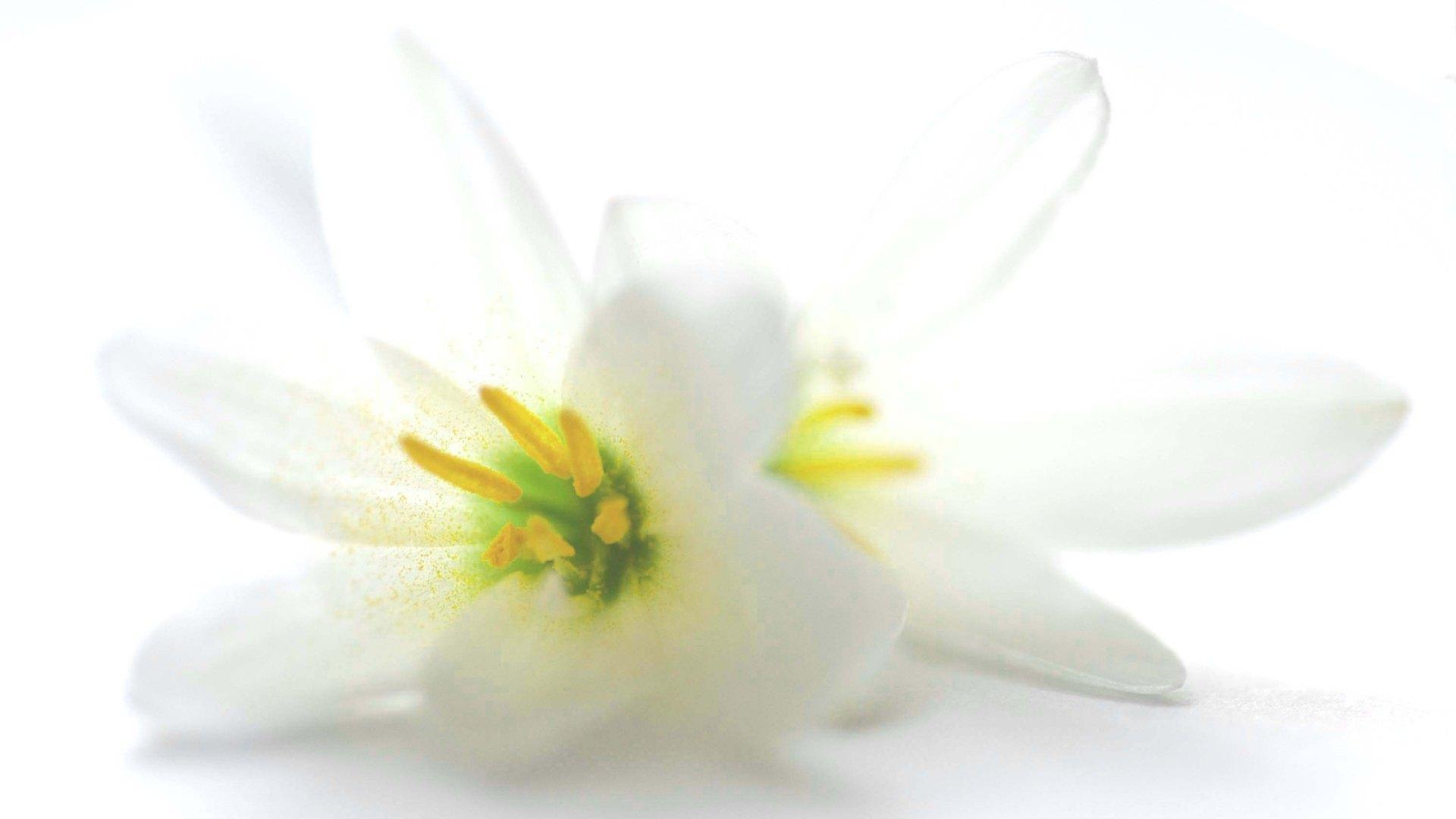 Белый цветок бесплатно