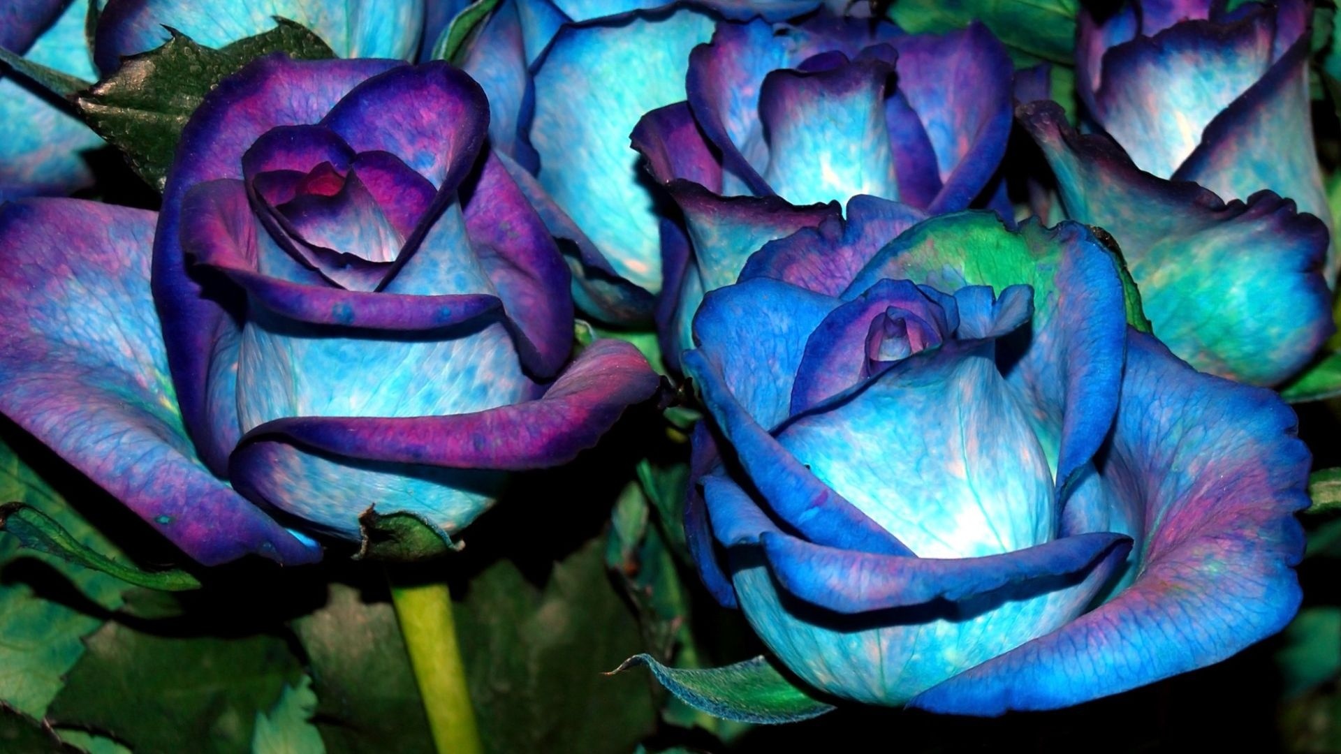 Необычные картинки роз. Розы необычного цвета.