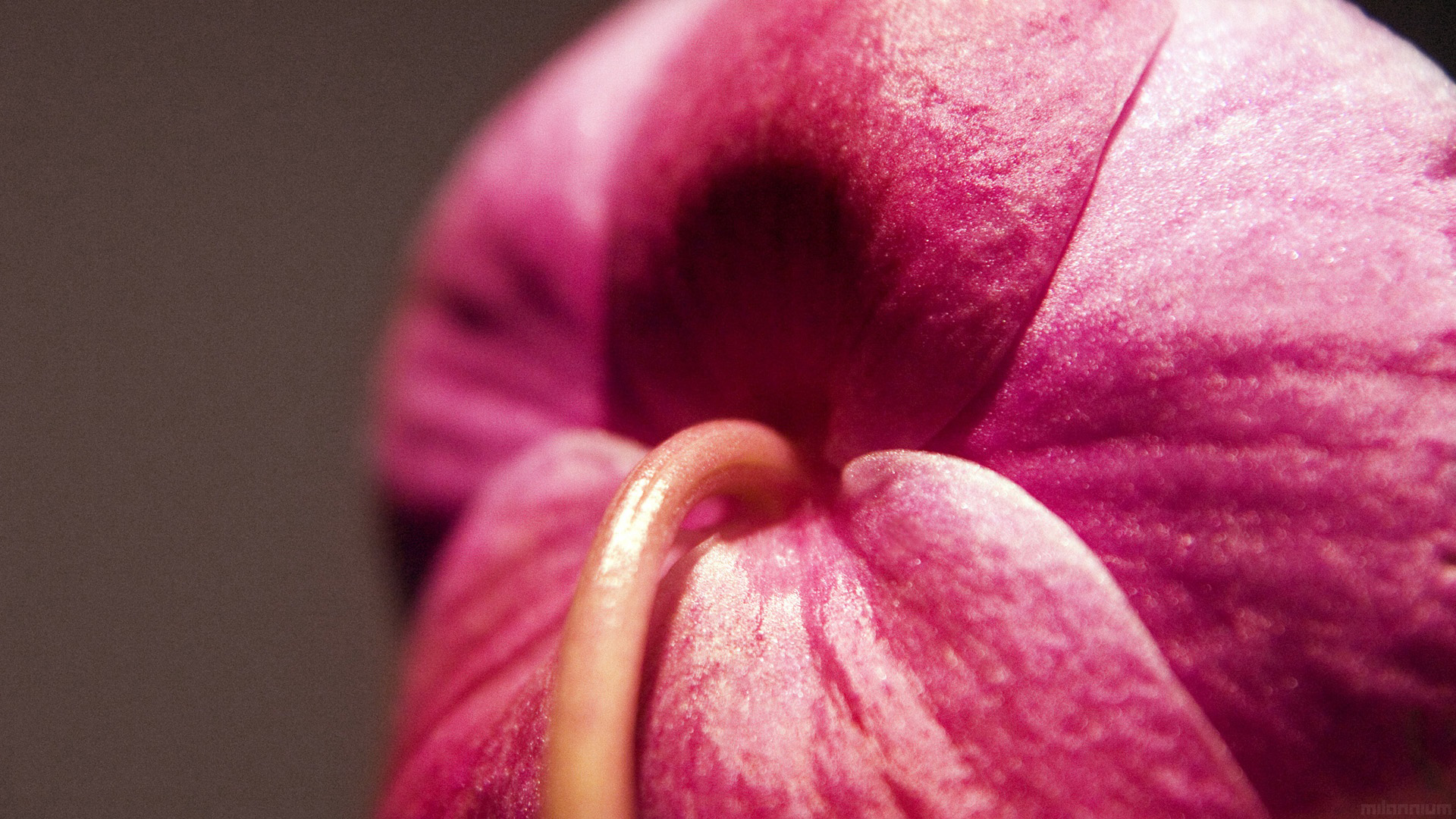 Обои цветок, бутон, розовый, стебель, крупным планом, flower, bud, pink, stem, closeup разрешение 1920x1080 Загрузить