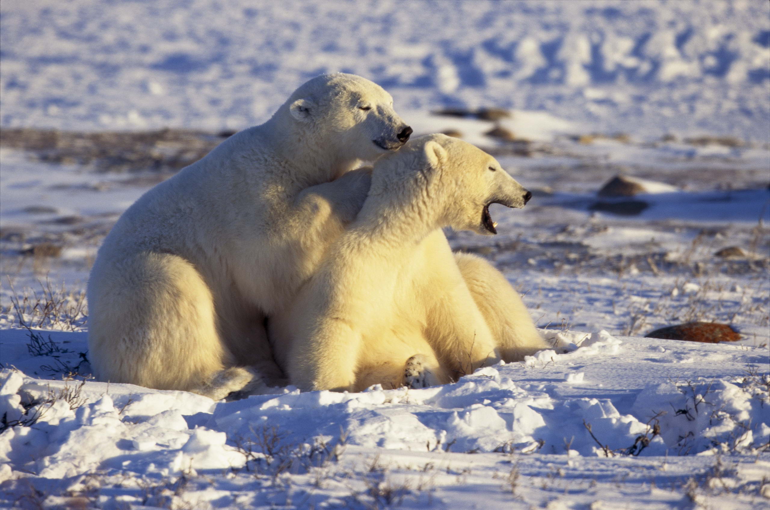 Обои снег, белые, медведи, арктика, snow, white, bears, arctic разрешение 2560x1694 Загрузить