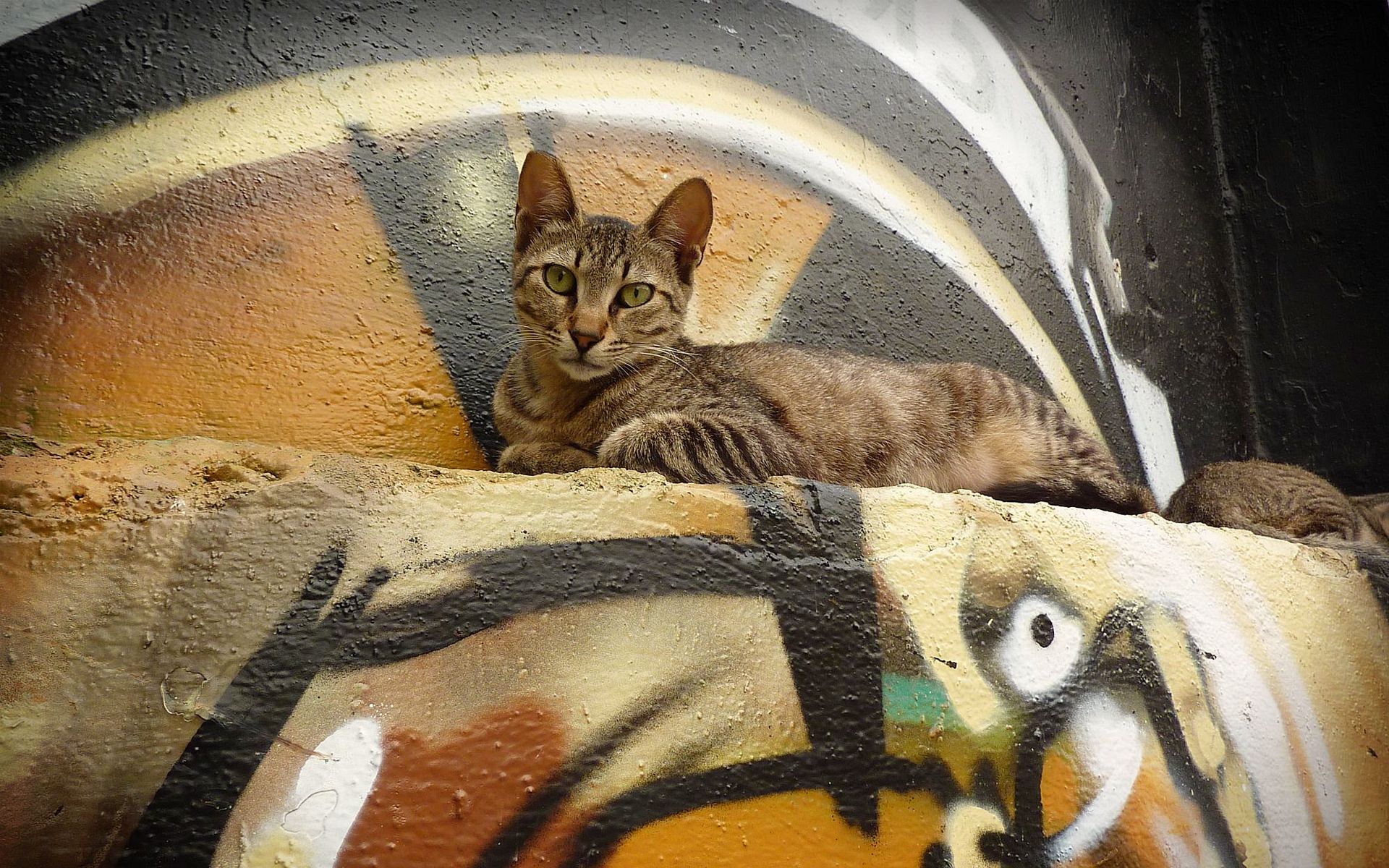 Обои кот, мордочка, кошка, взгляд, стена, лежит, граффити, cat, muzzle, look, wall, lies, graffiti разрешение 1920x1200 Загрузить