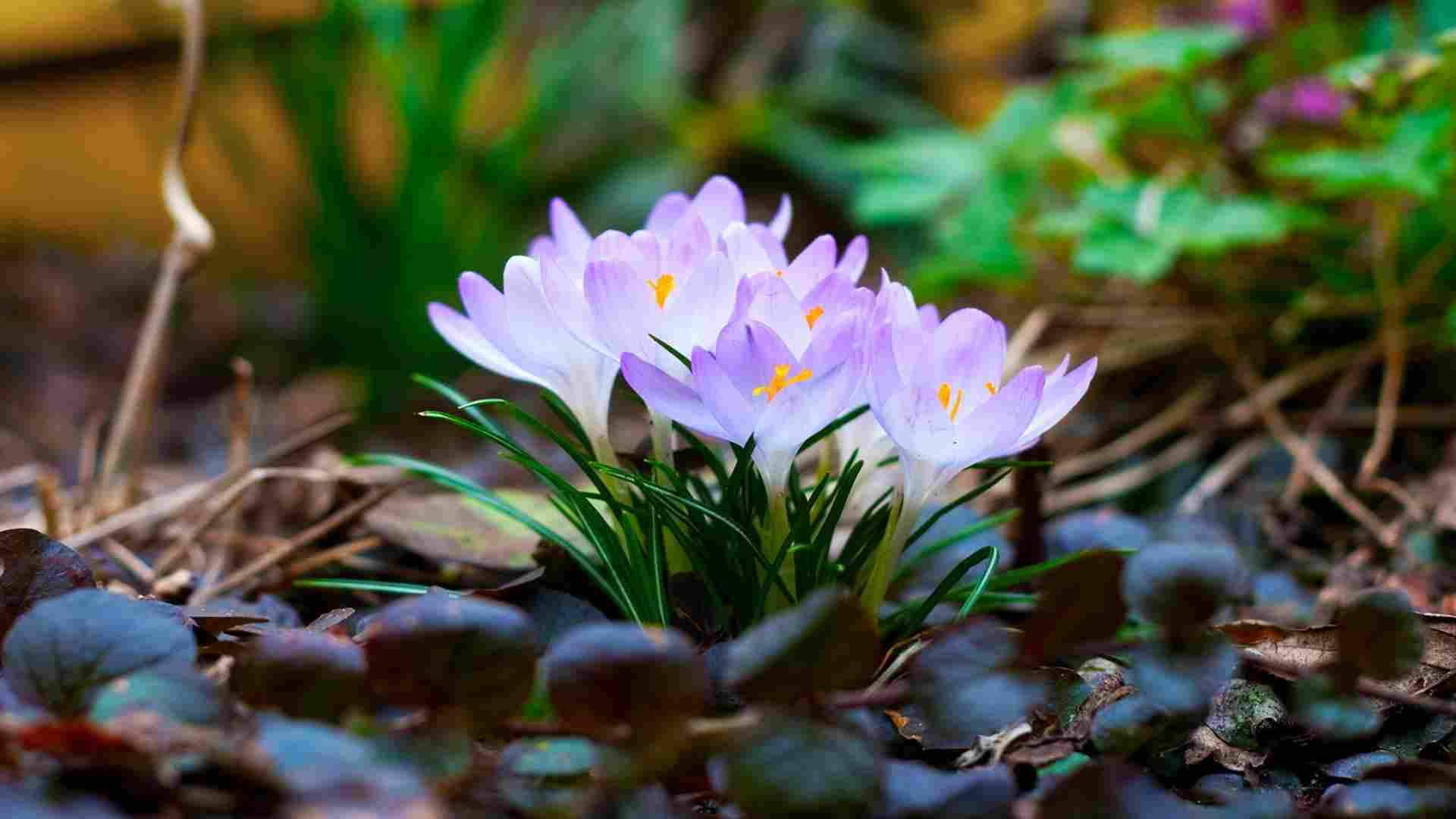 Обои листья, макро, весна, крокусы, первоцветы, leaves, macro, spring, crocuses, primroses разрешение 1920x1080 Загрузить