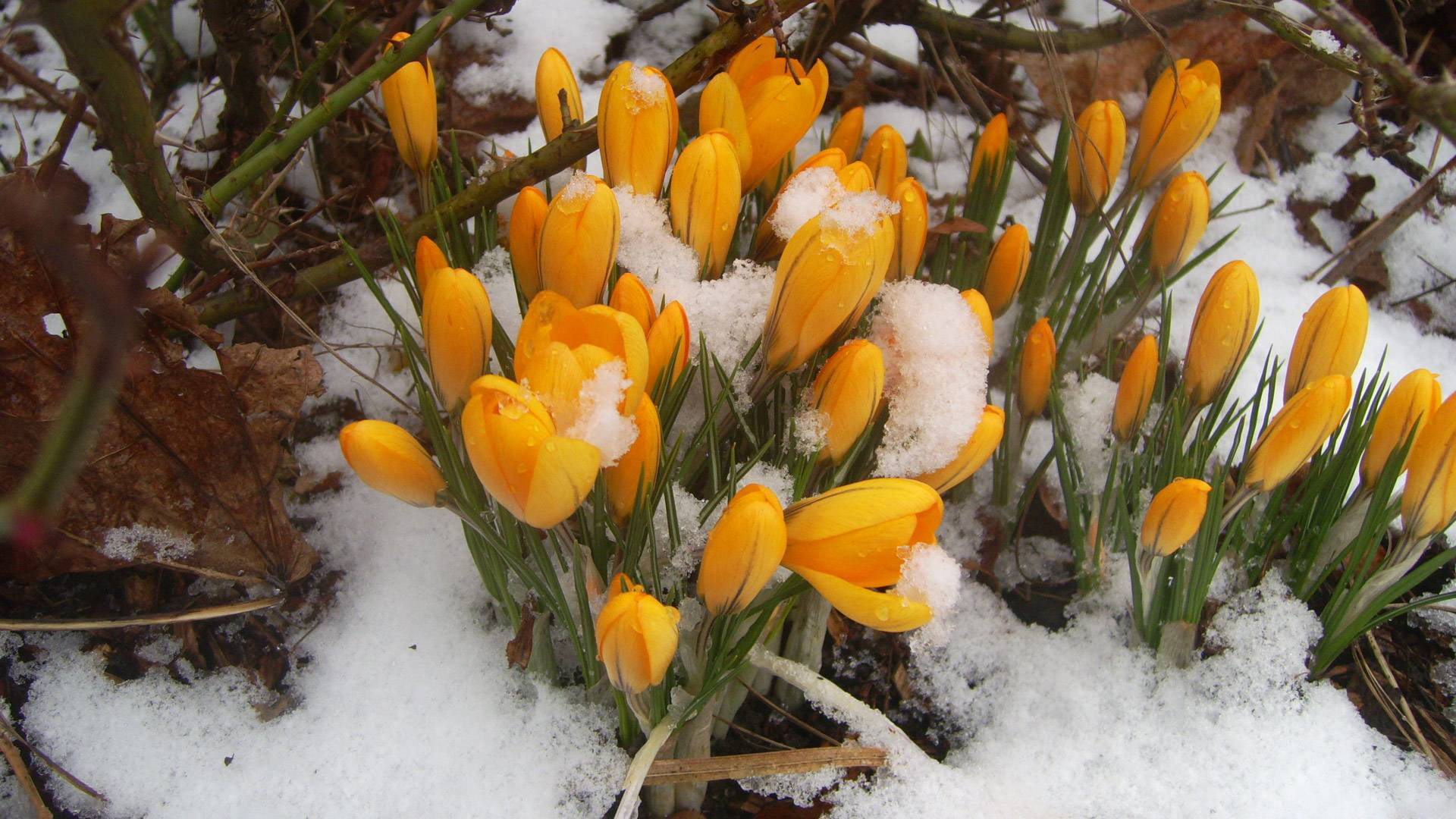 Обои цветы, снег, бутоны, желтые, крокусы, flowers, snow, buds, yellow, crocuses разрешение 1920x1080 Загрузить