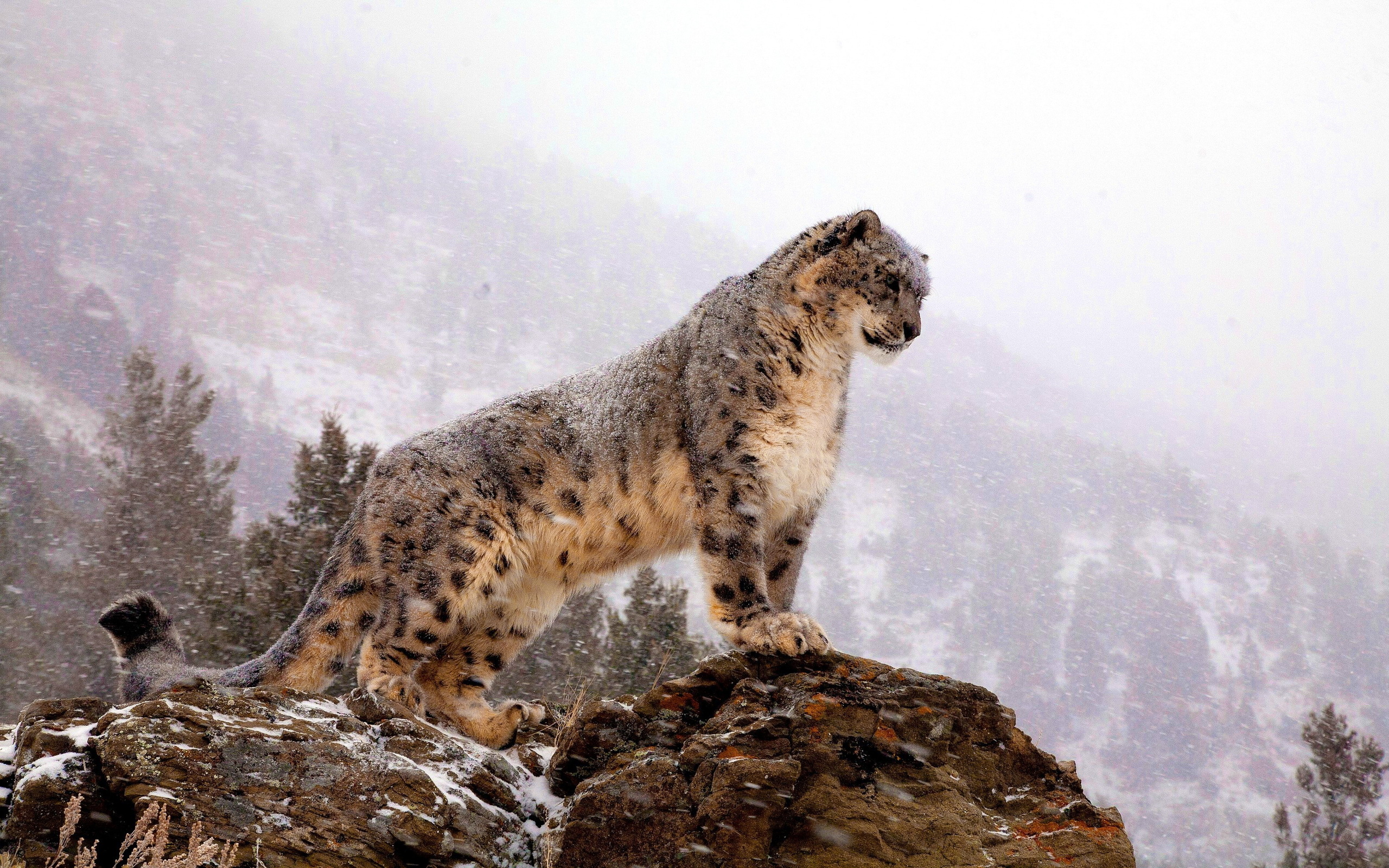 Обои горы, снег, зима, хищник, большая кошка, снежный барс, ирбис, mountains, snow, winter, predator, big cat, snow leopard, irbis разрешение 2560x1600 Загрузить