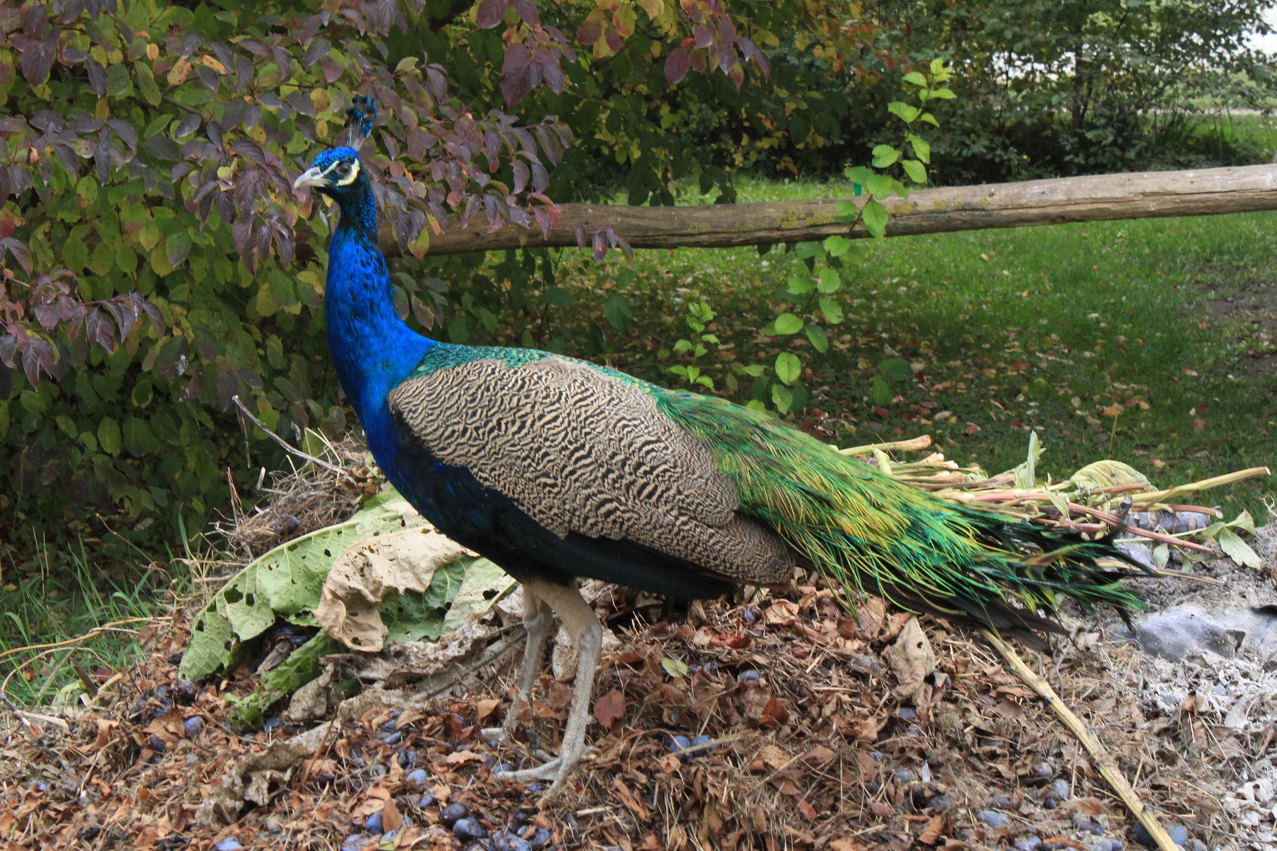 Обои природа, птицы, птица, павлин, перья, хвост, peachick, хвост |, nature, birds, bird, peacock, feathers, tail, tail | разрешение 2592x1728 Загрузить