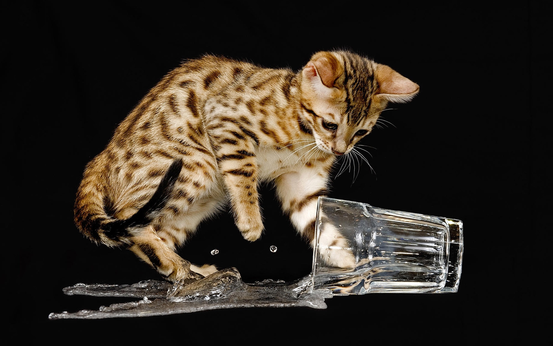 Обои вода, кошка, котенок, черный фон, стакан, бенгальский, озорник, water, cat, kitty, black background, glass, bengal, naughty разрешение 1920x1200 Загрузить