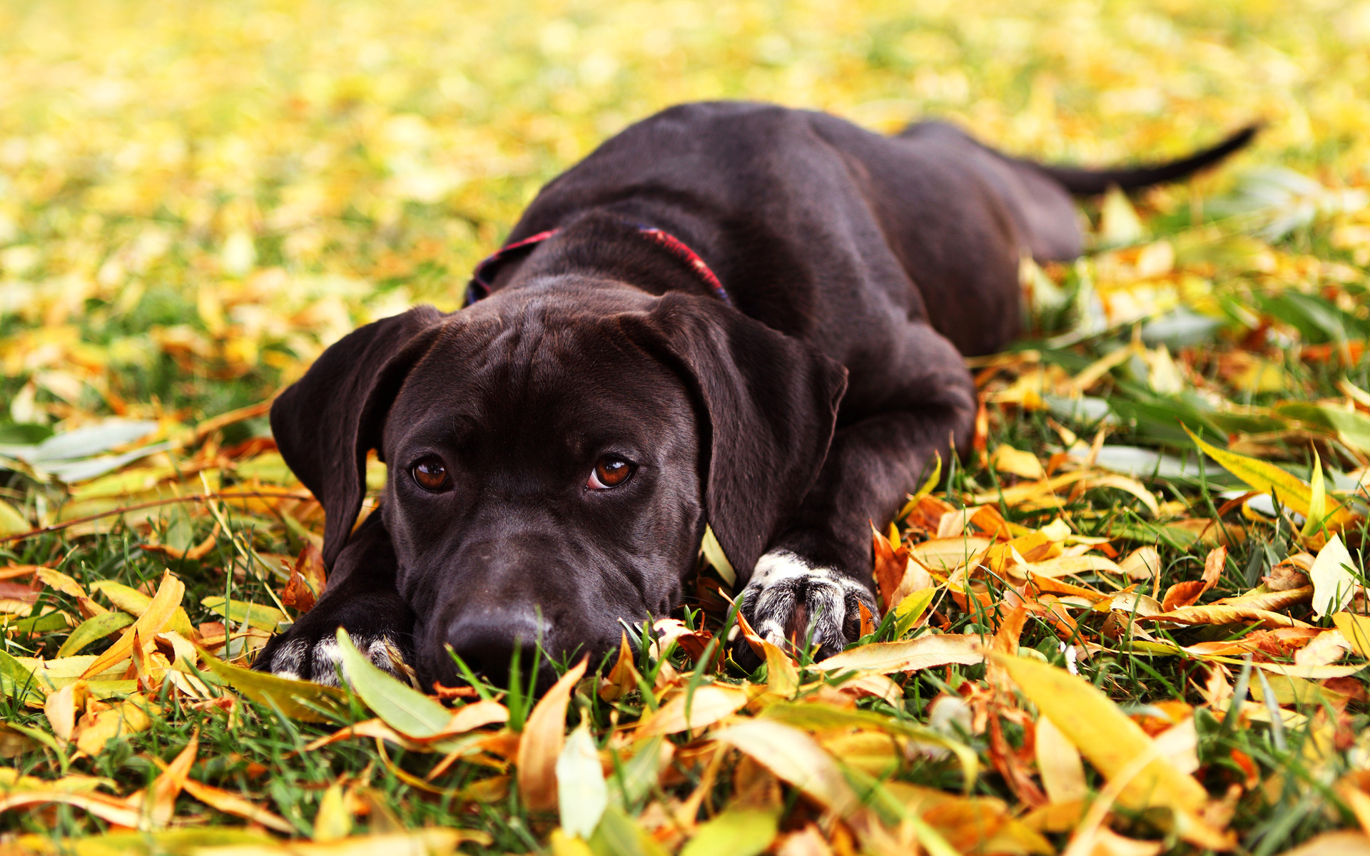 природа животные собака черная щенок nature animals dog black puppy загрузить