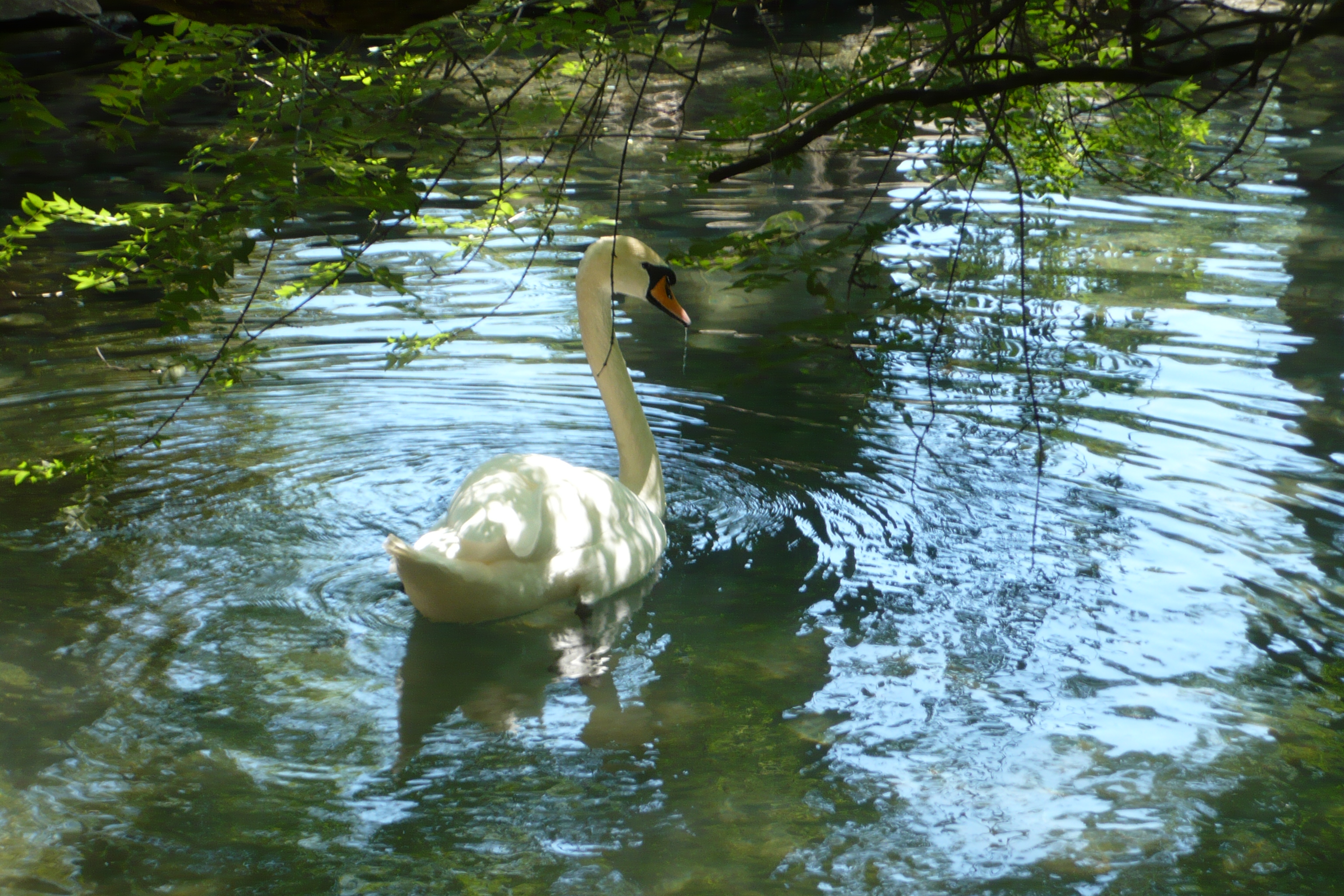 Обои пруд, лебедь, pond, swan разрешение 3072x2048 Загрузить