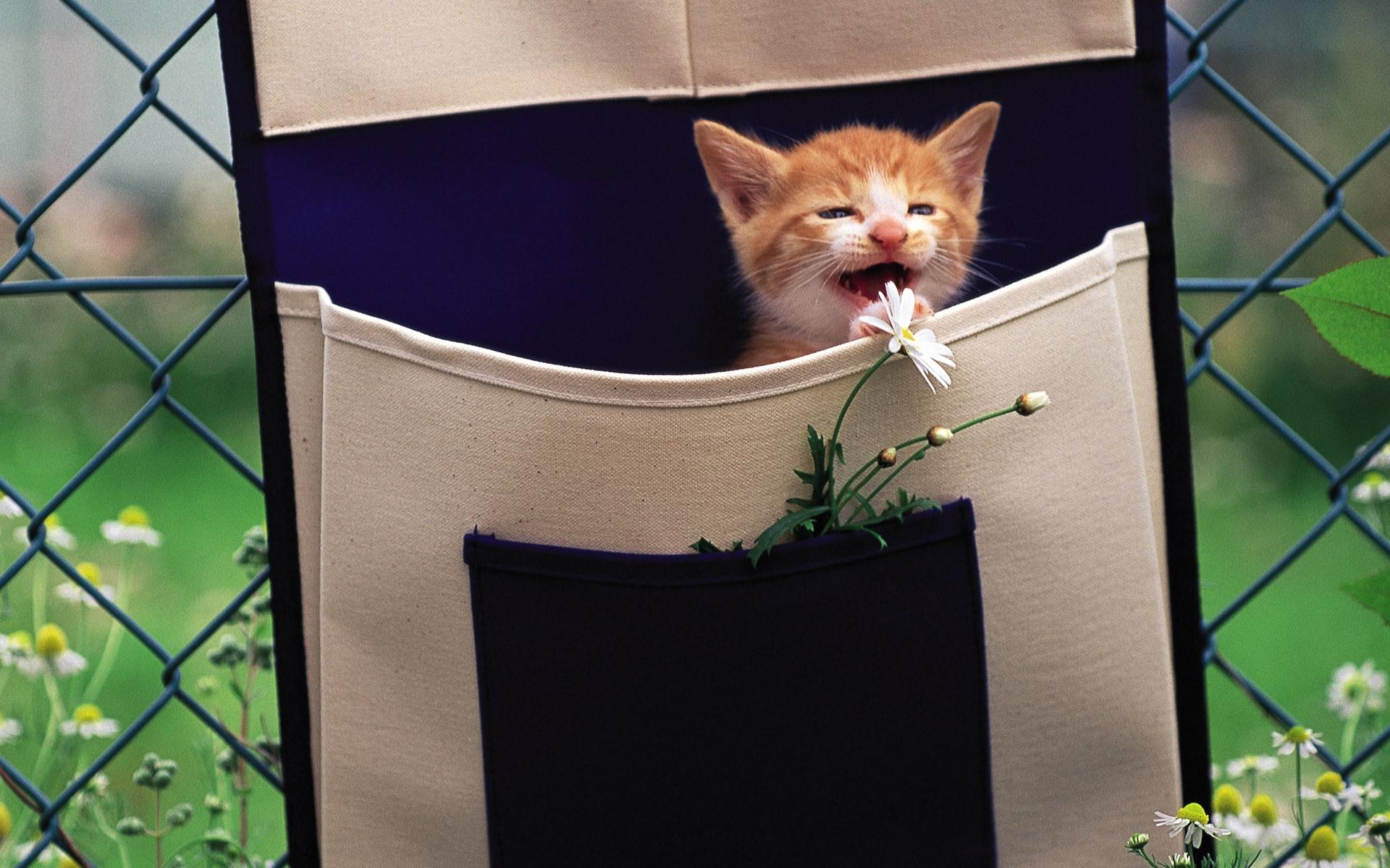 Обои рыжий котеное, цветы, кошка, забор, котенок, сетка, ромашки, рыжий, сумка, red cotinue, flowers, cat, the fence, kitty, mesh, chamomile, red, bag разрешение 1920x1200 Загрузить