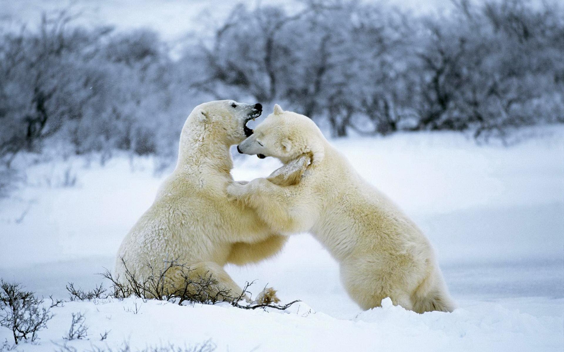 медведь белый медвежата снег бесплатно