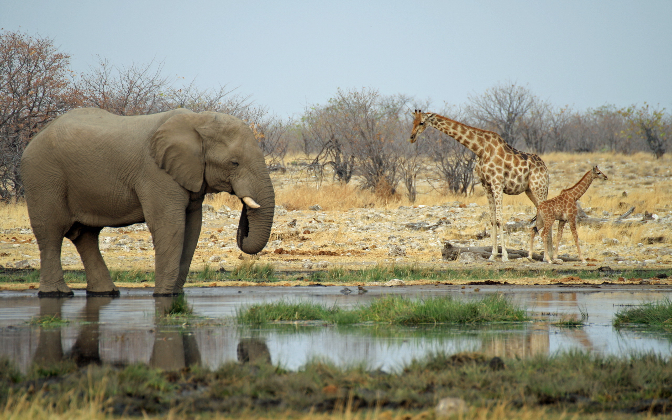 Скачать обои животные, слон, африка, жираф, водопой разрешение 2560x1600 #4...