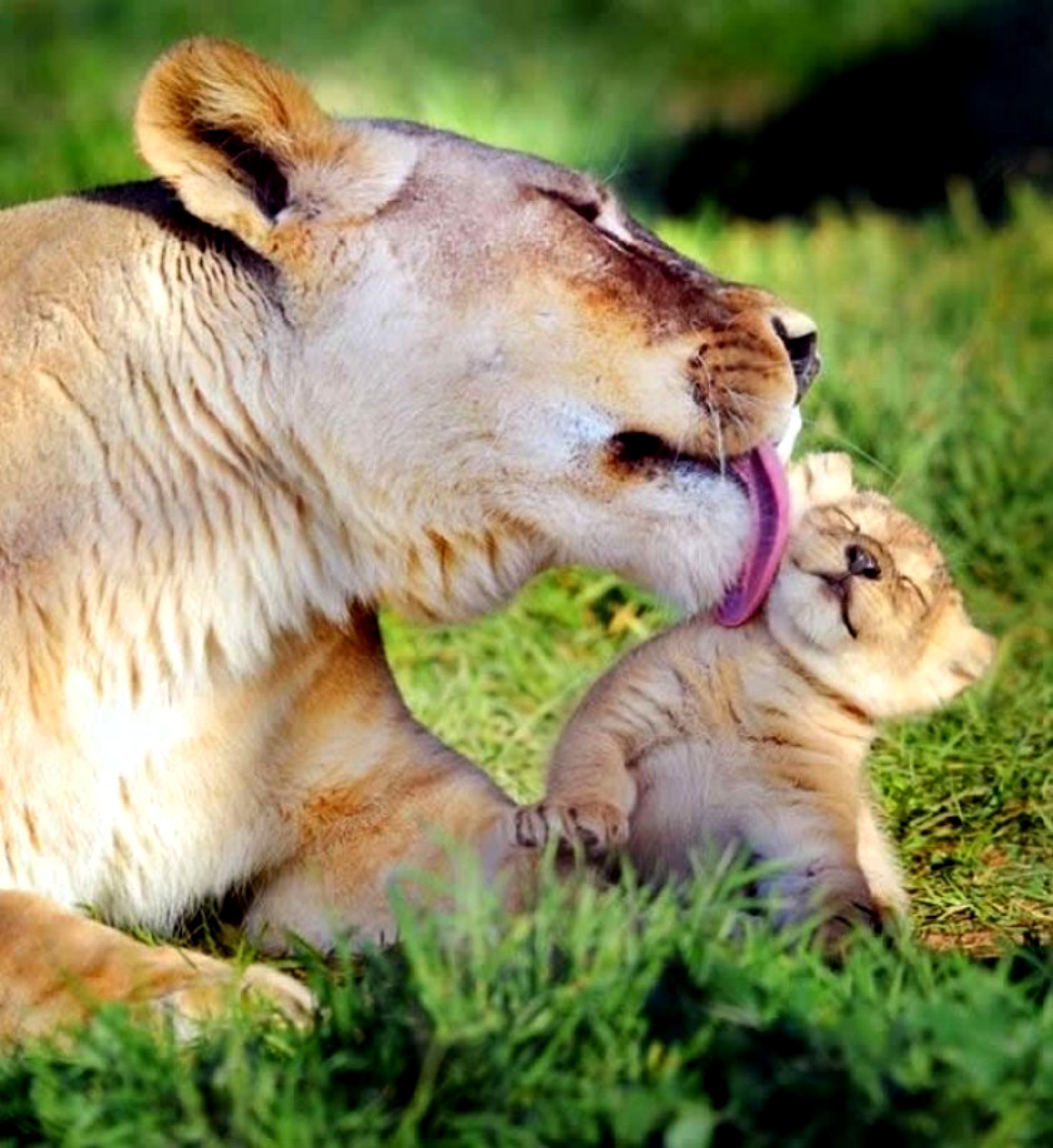 Мать и ребенок животные. Любовь животных. Львица. Объятия животных. Мамы и Детеныши.
