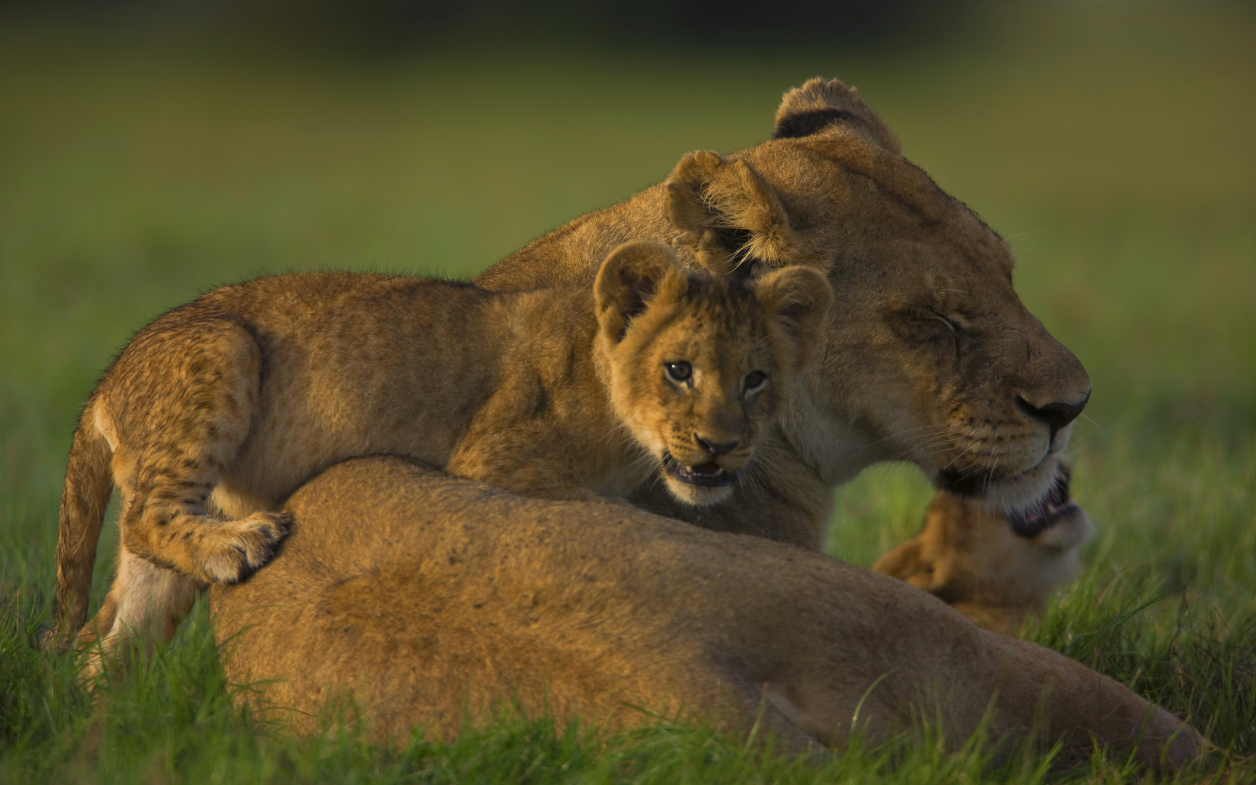 Обои семья, львица, львёнок, прайд, family, lioness, lion, pride разрешение 2560x1600 Загрузить