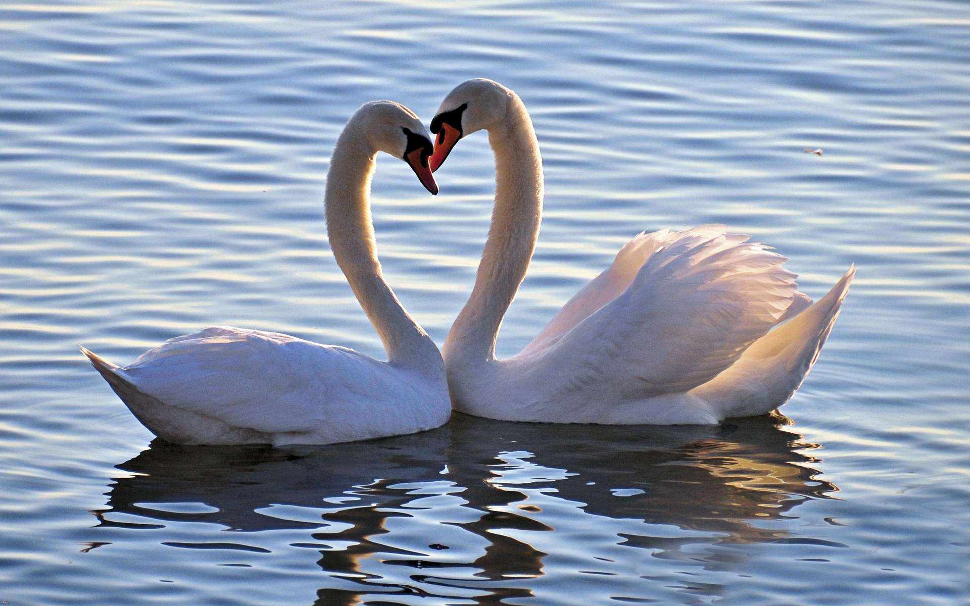 Обои озеро, птица, любовь, белые, лебеди, лебедь, lake, bird, love, white, swans, swan разрешение 1920x1200 Загрузить