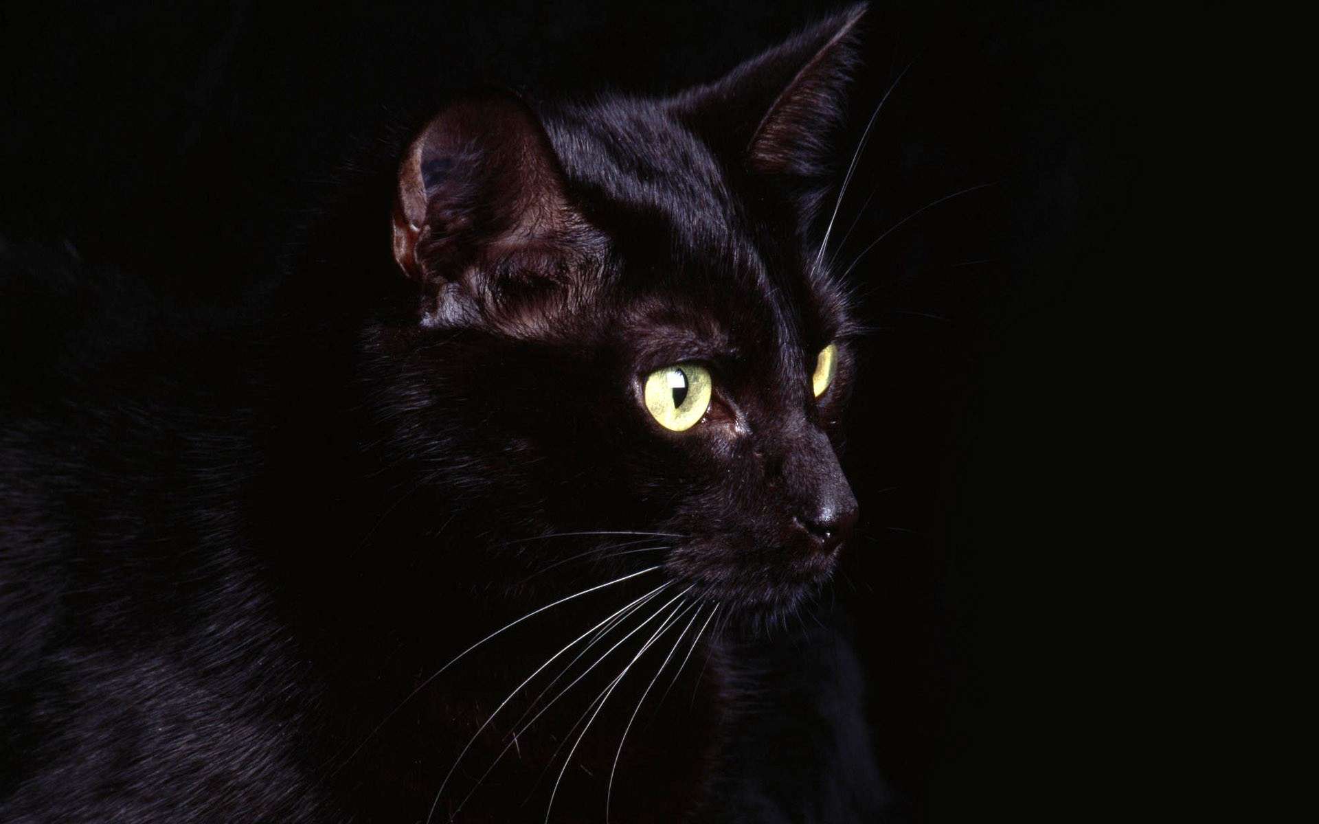 Обои глаза, кот, кошка, черный, черный фон, eyes, cat, black, black background разрешение 1920x1200 Загрузить
